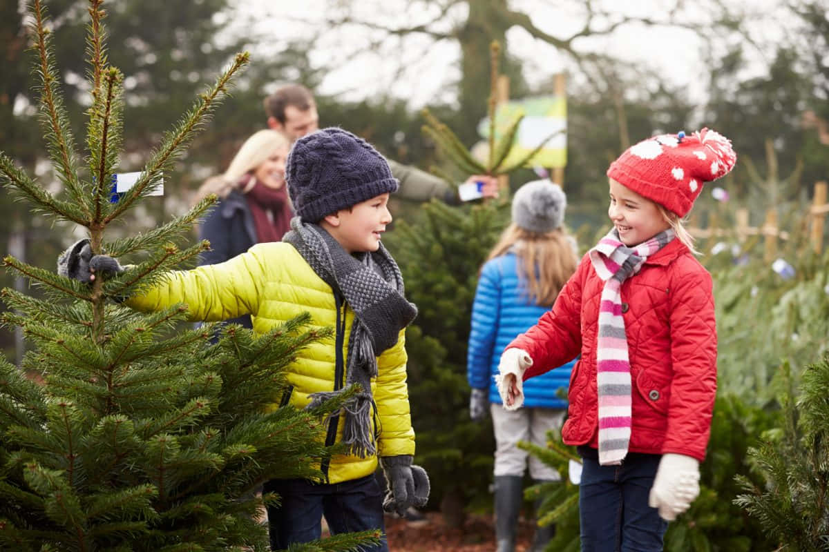 Greenwood Kersboomplaas Prent Muurpapier