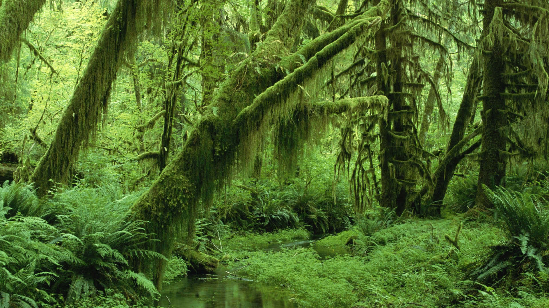Groen Aestetiese Mosagtige Jungle Lessenaar Muurpapier