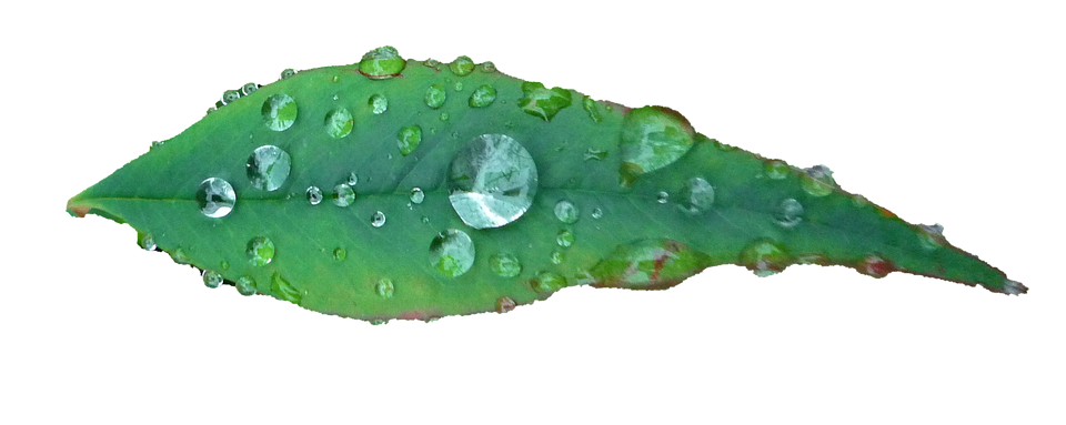 Groen Blaar Waterdruppels Muurpapier