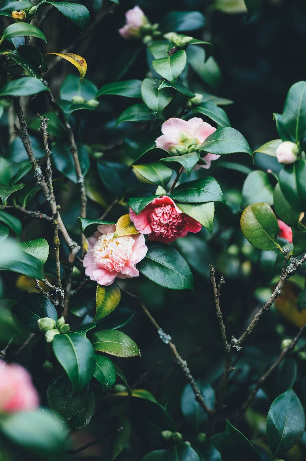 Groen Blare en Blomme iPhone Muurpapier