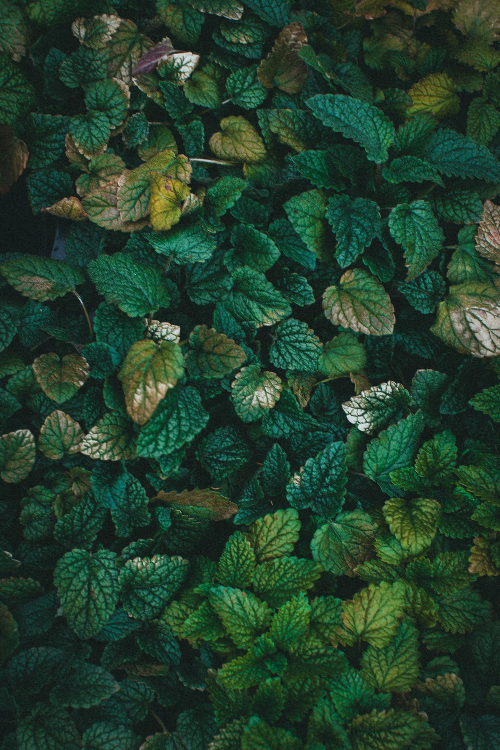 Groen Blare iPhone Natuur Muurpapier