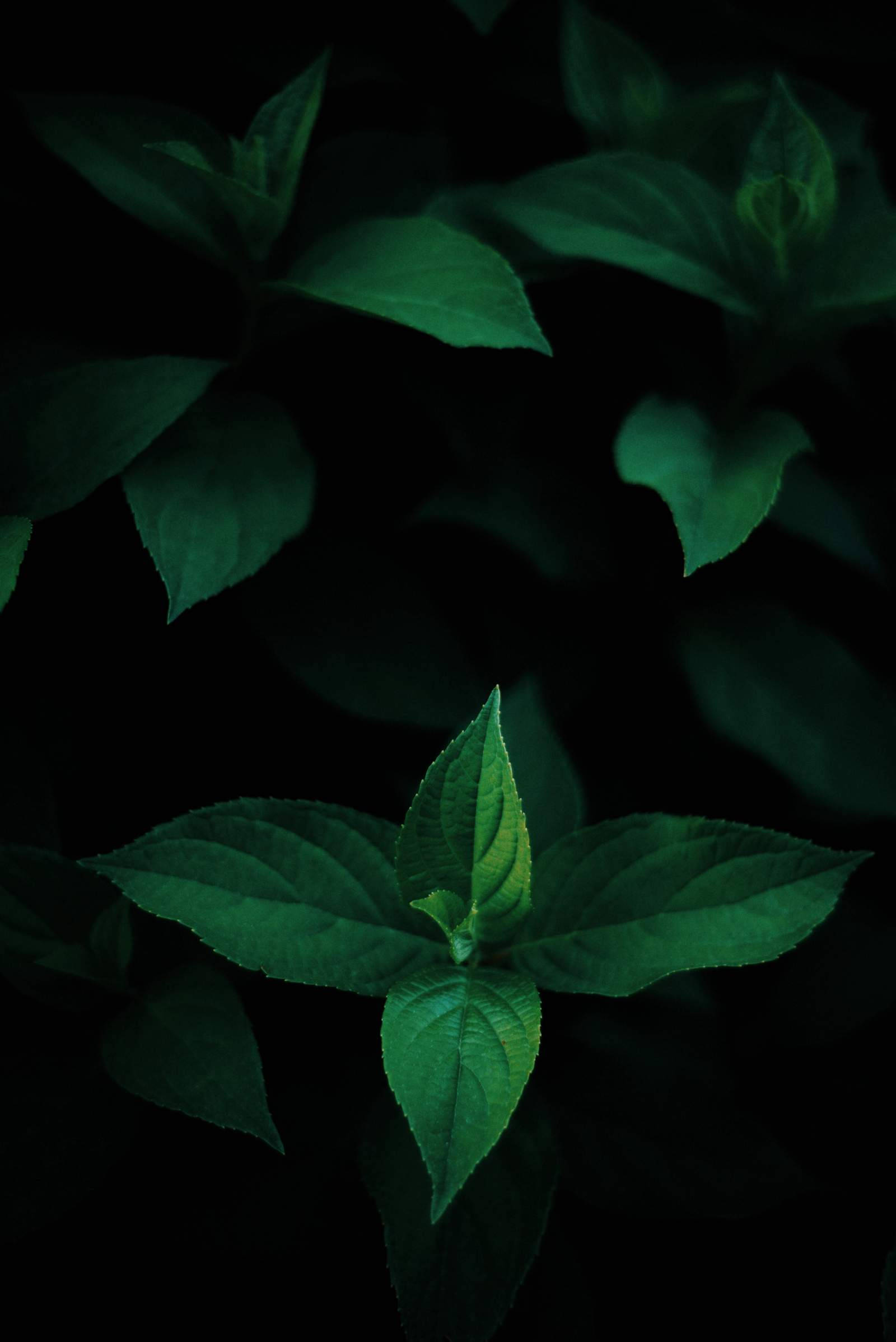 Groen Blare OLED Muurpapier