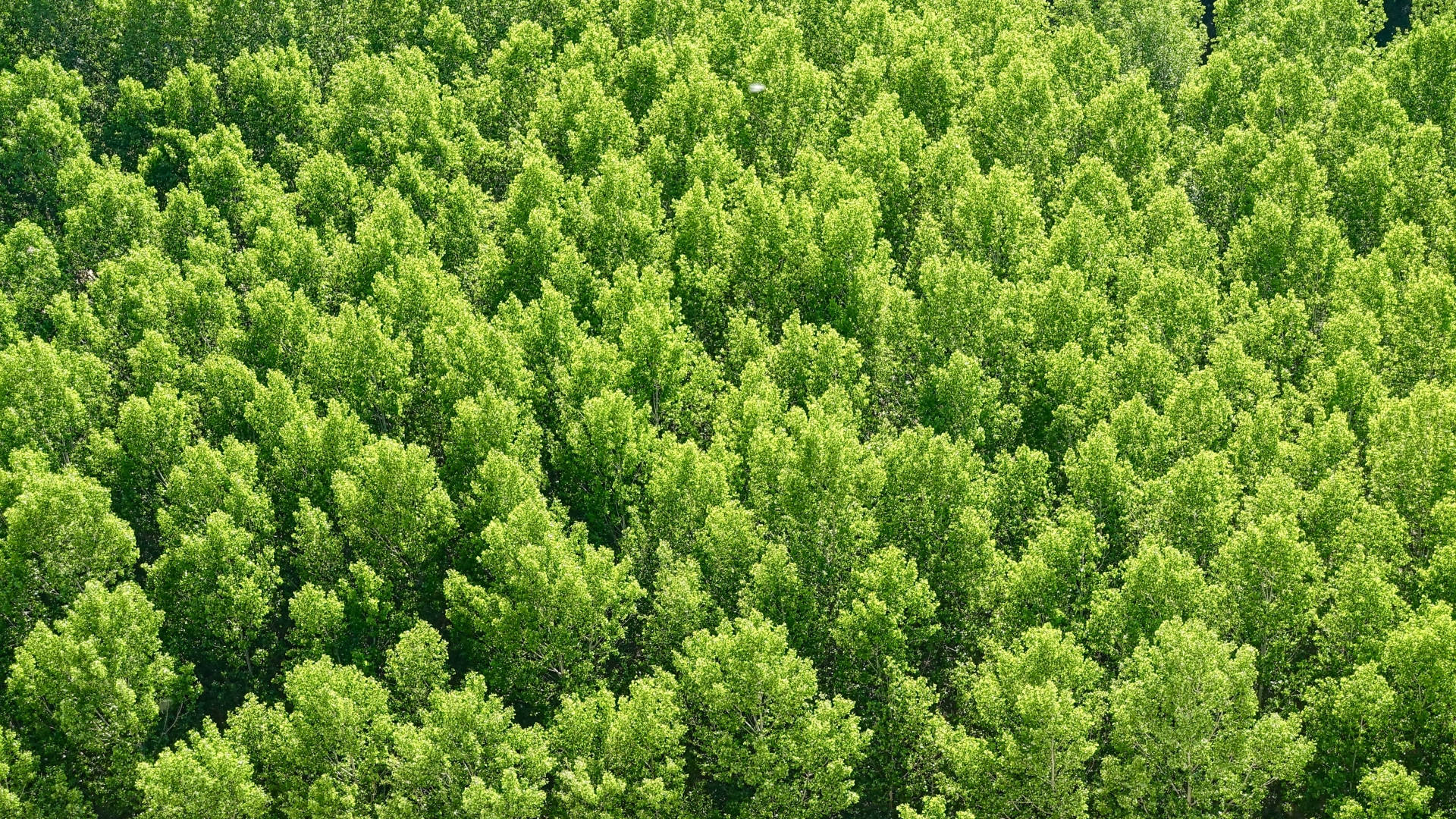 Groen Bome Woud Uitsig Muurpapier