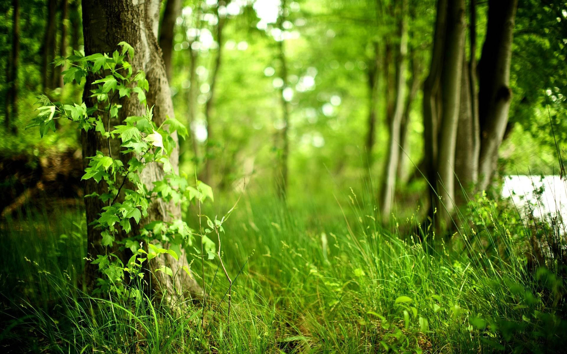 Groen Bos Uitsig Muurpapier