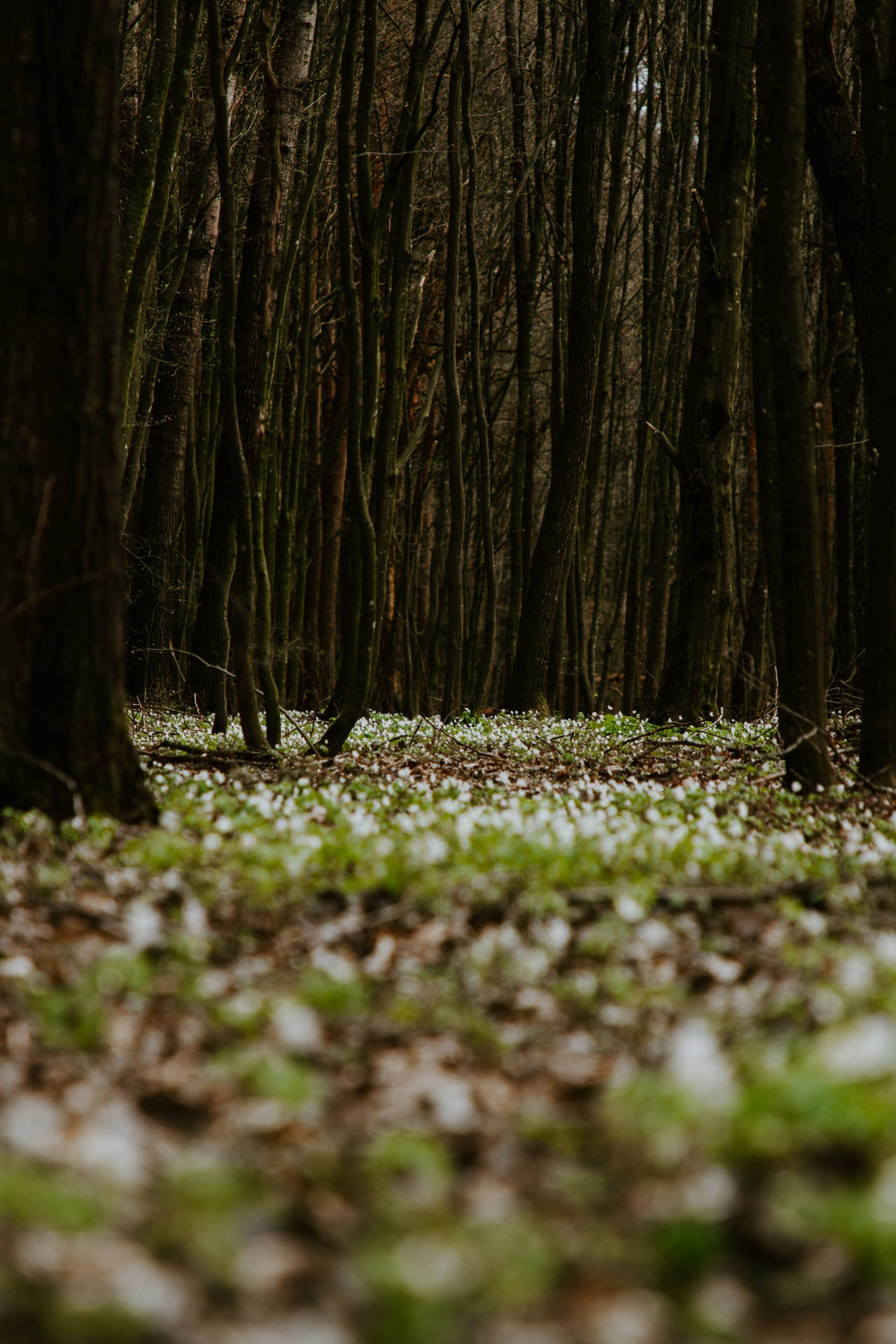 Groen Bosgrond agtergrond