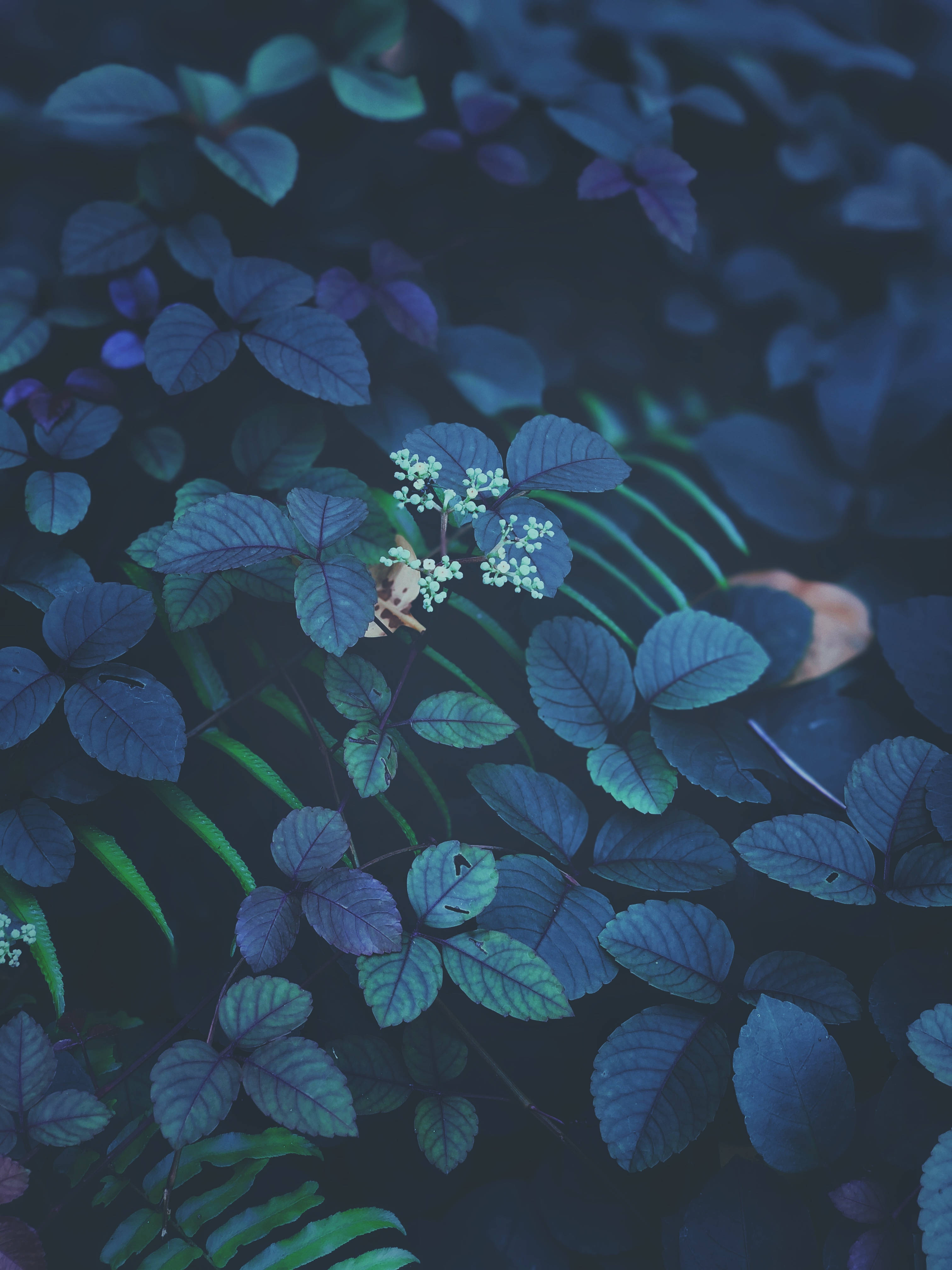Groen en Pers Blare iOS 13 Muurpapier