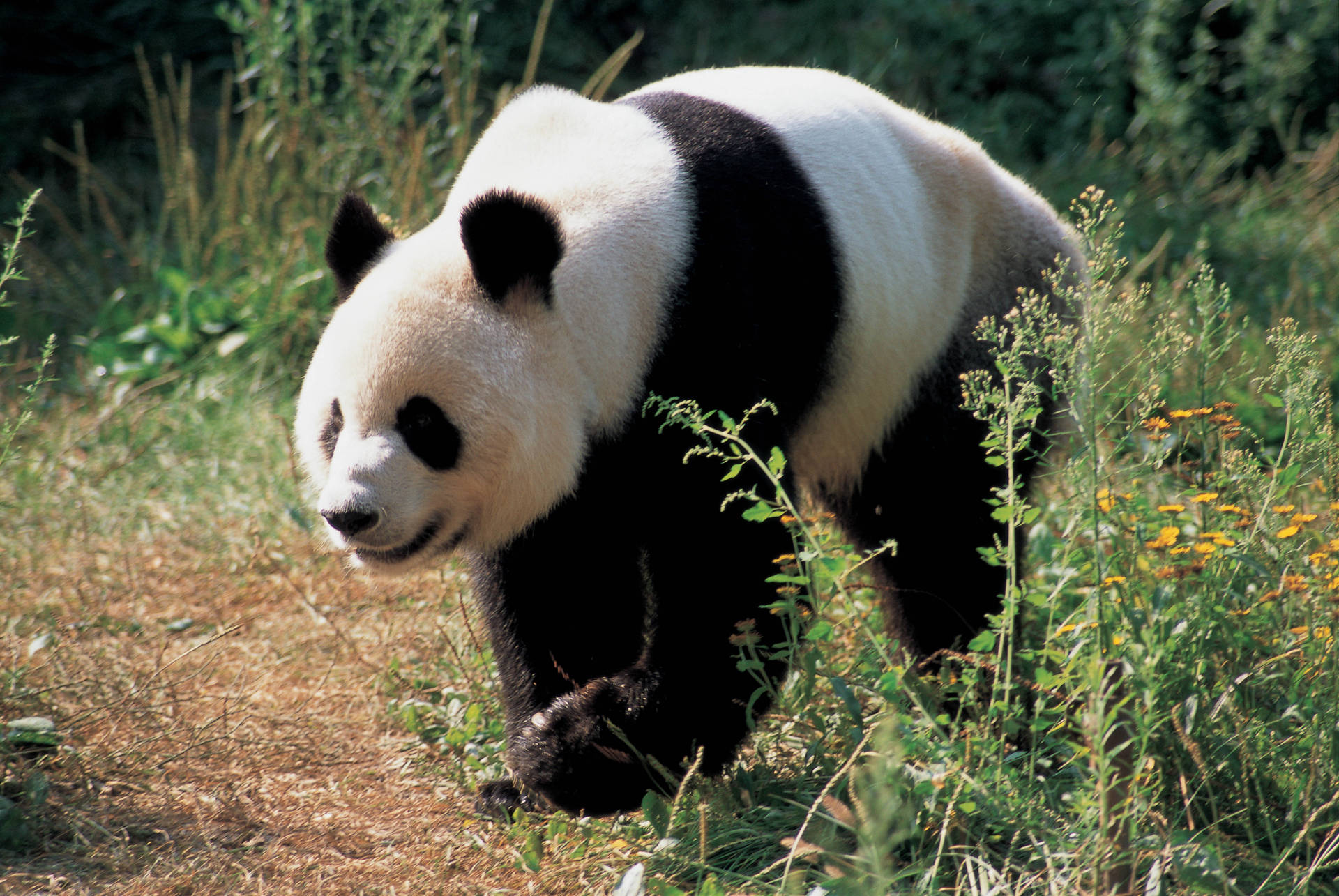 Groen gras met volwasse panda agtergrond.