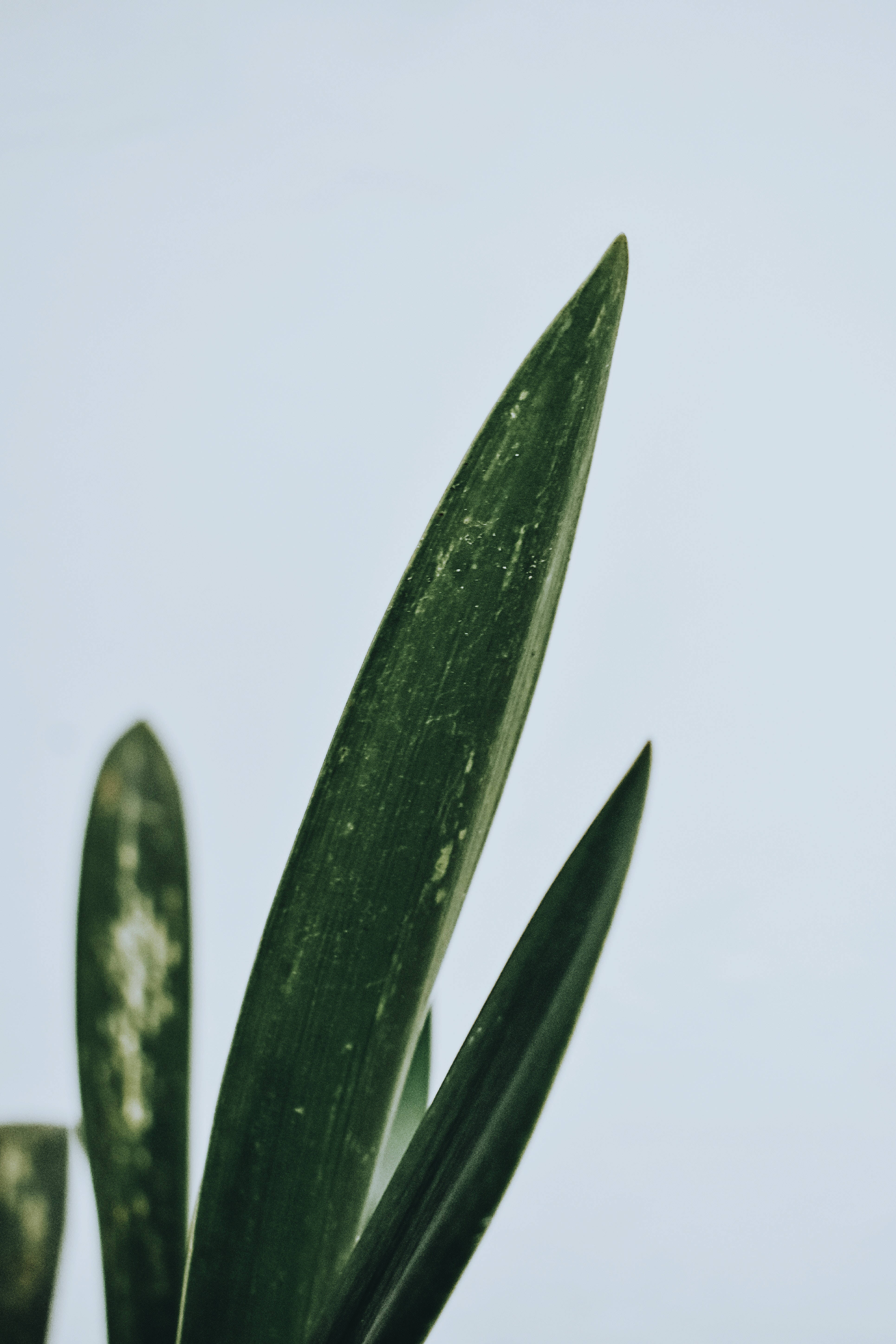 Groen Minimalistiese Agtergrond Muurpapier