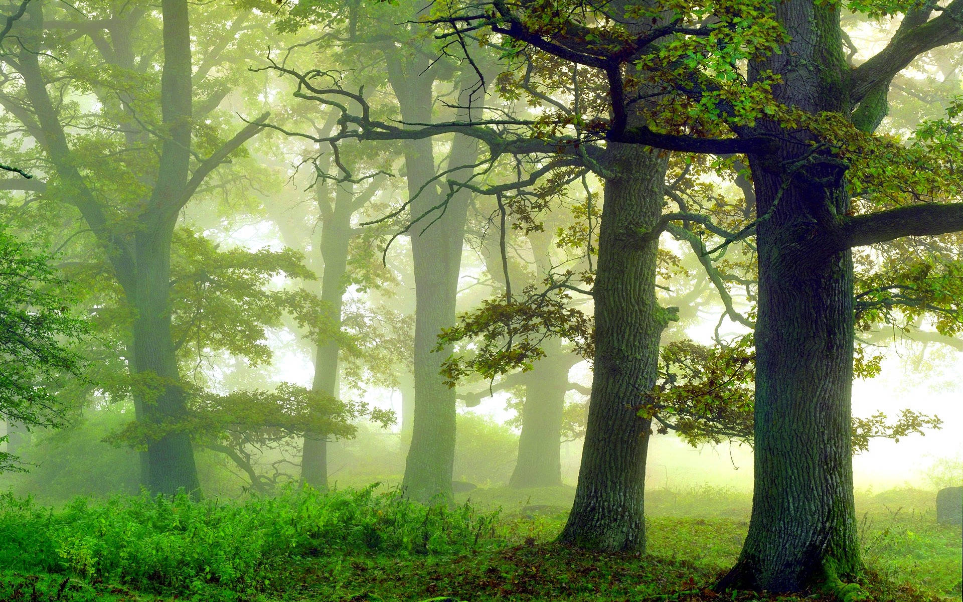 Groen Miswoud Muurpapier