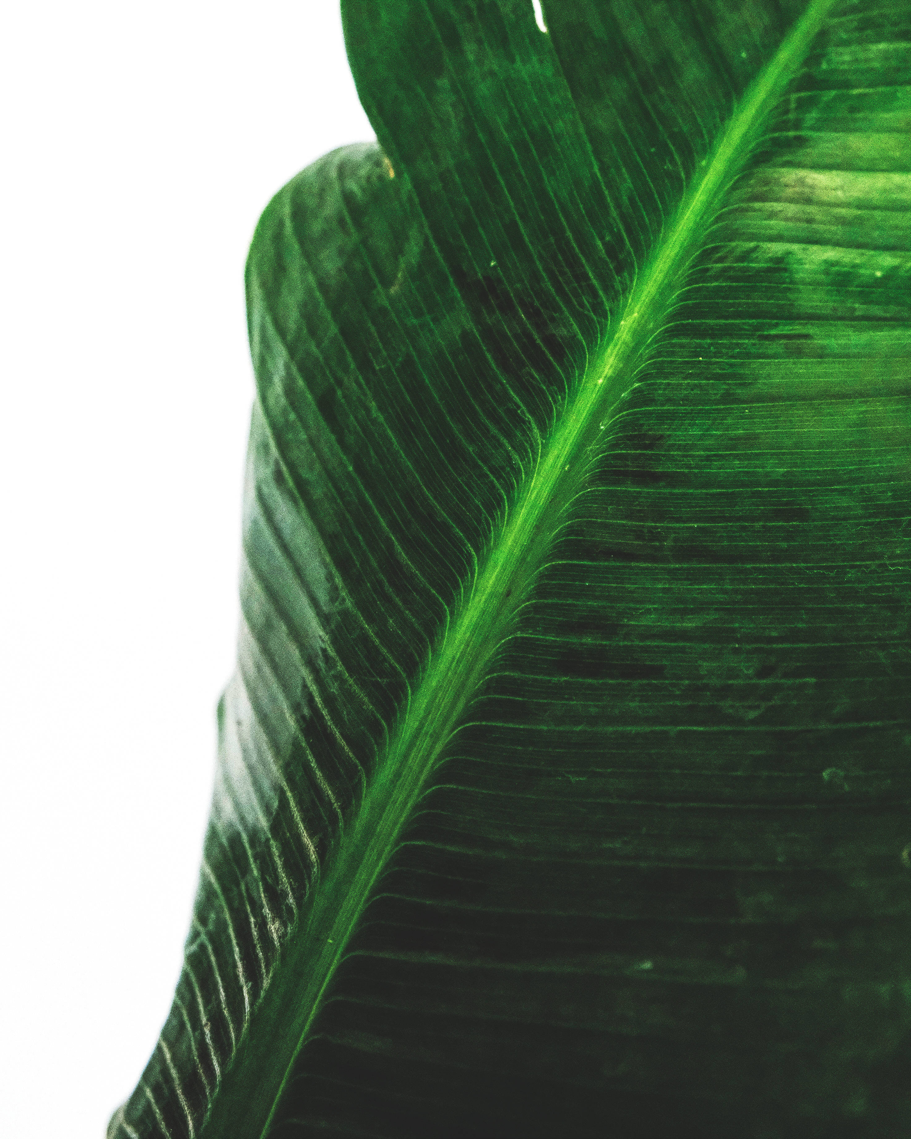 Groen Piesangblaar Fotografie Muurpapier