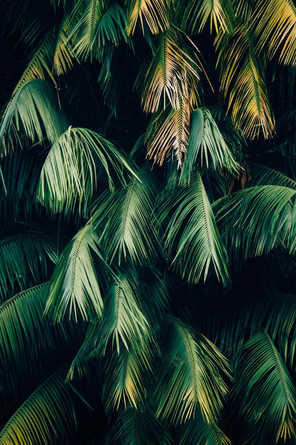 Groen Plant Estetiese Palmboom Muurpapier