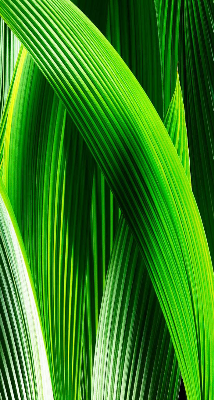 Groen Simmetriese Blare Oorspronklike iPhone 7 Muurpapier