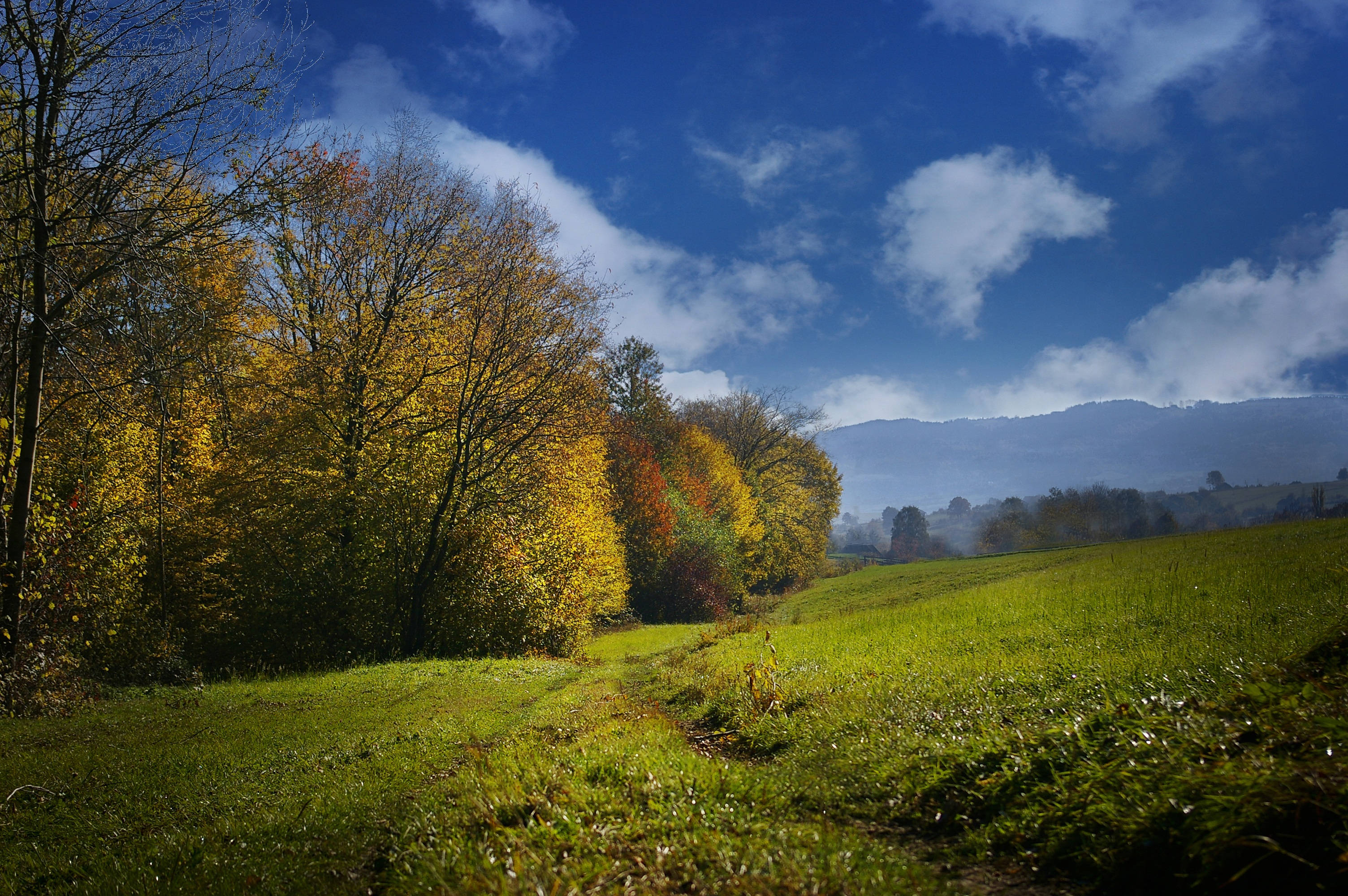 Groen Veld in Herfsnatuurtoncel Muurpapier