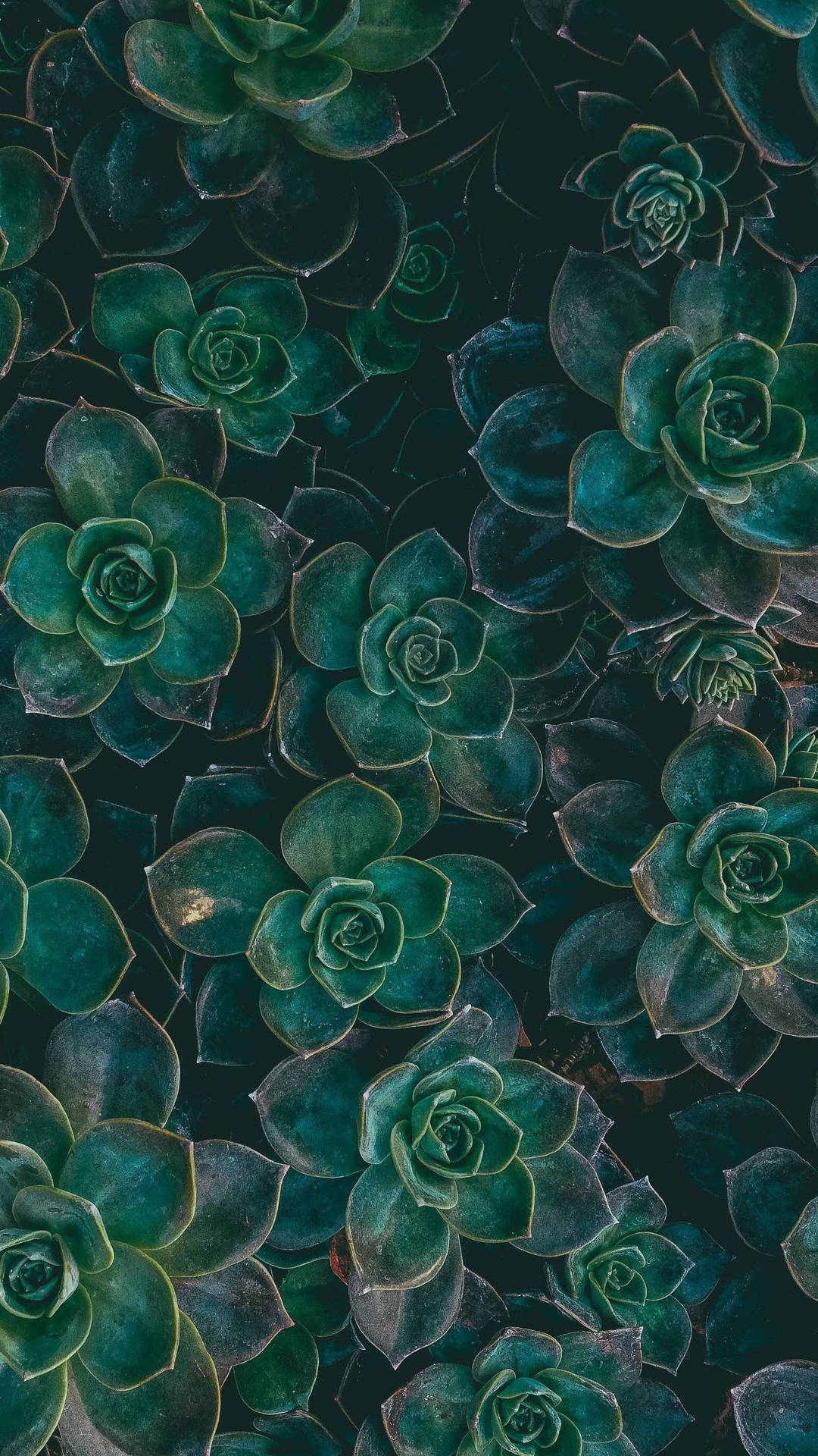 Groen Vetplant iPhone Muurpapier
