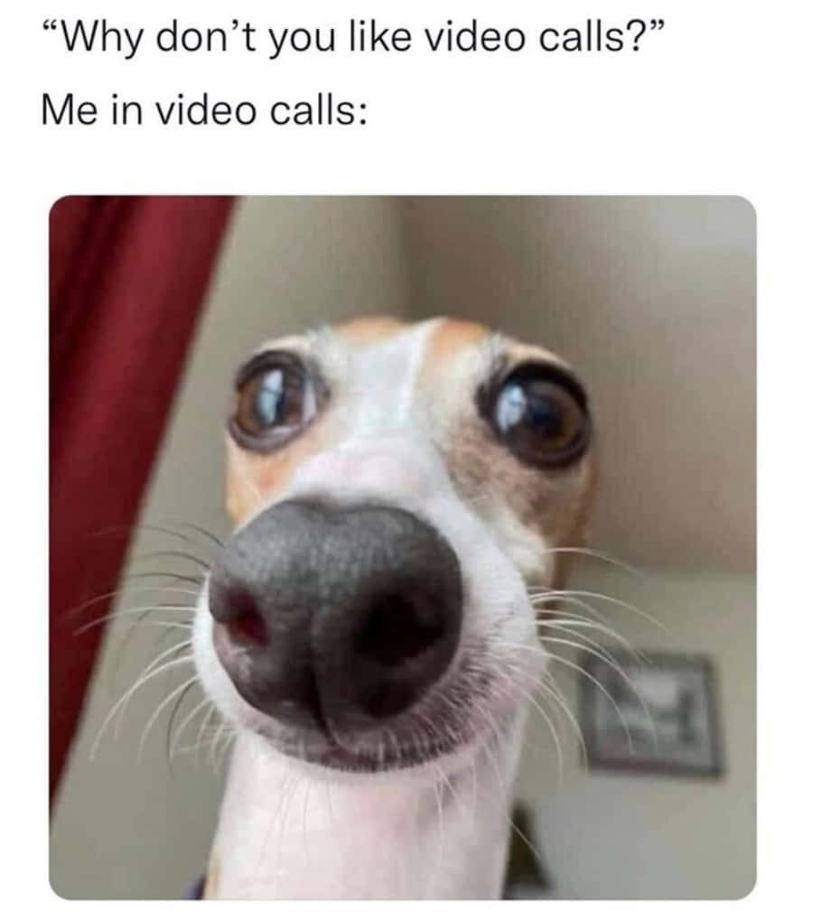 Groot Oë Hond Meme Prent Muurpapier