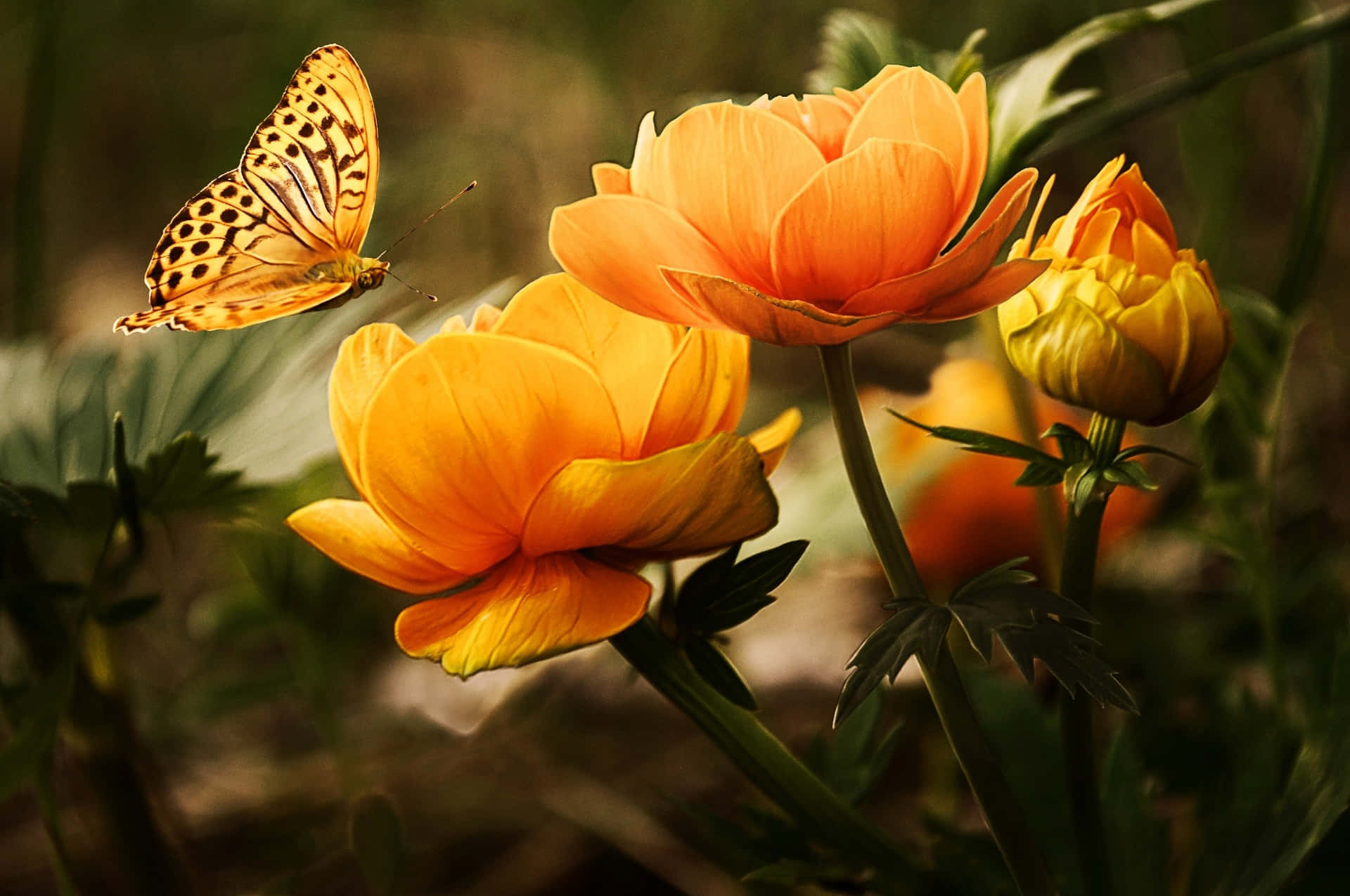 Blomme en Skoenlappers