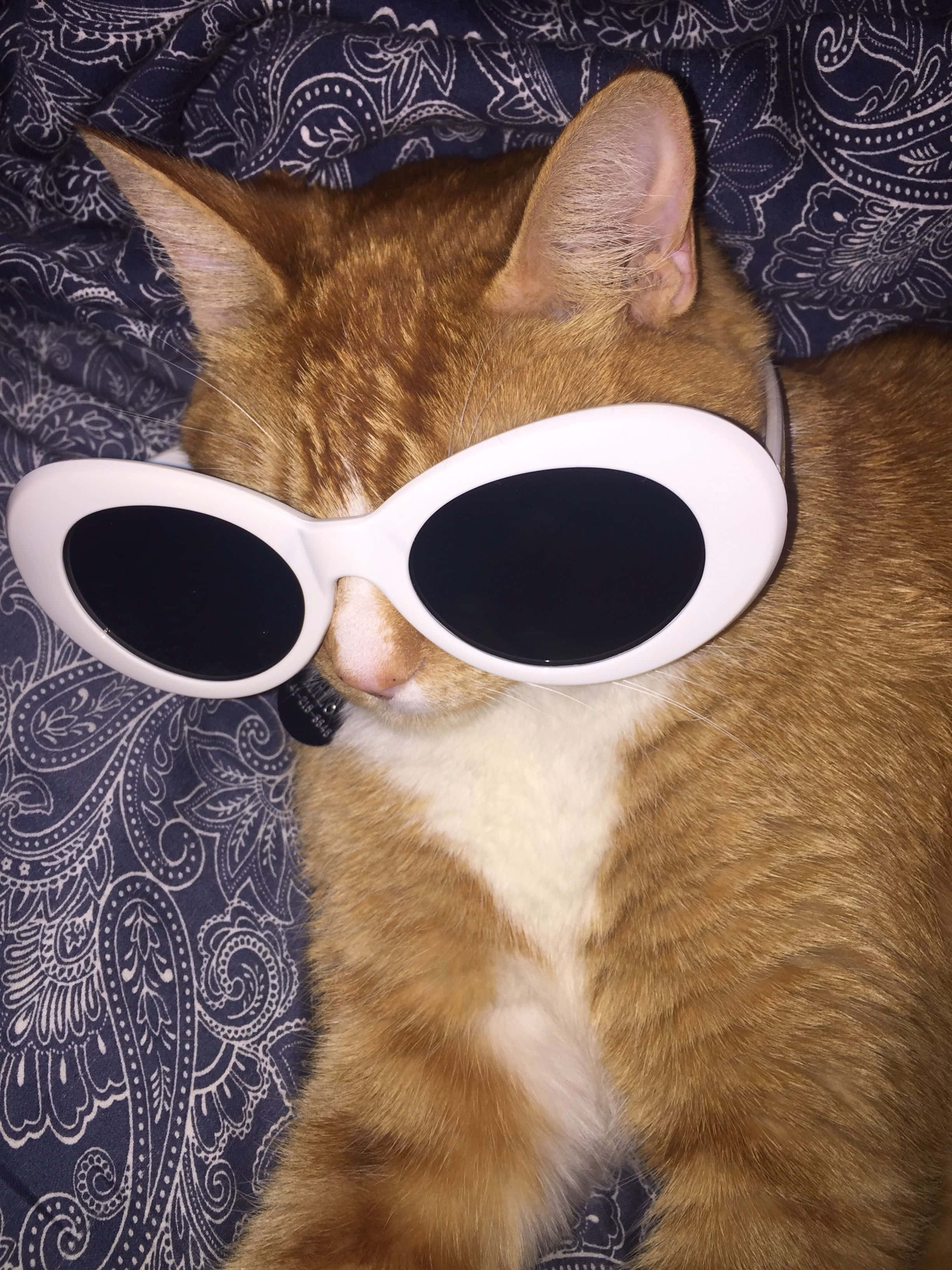 Groot Sonbril Oulike Kat PFP Muurpapier