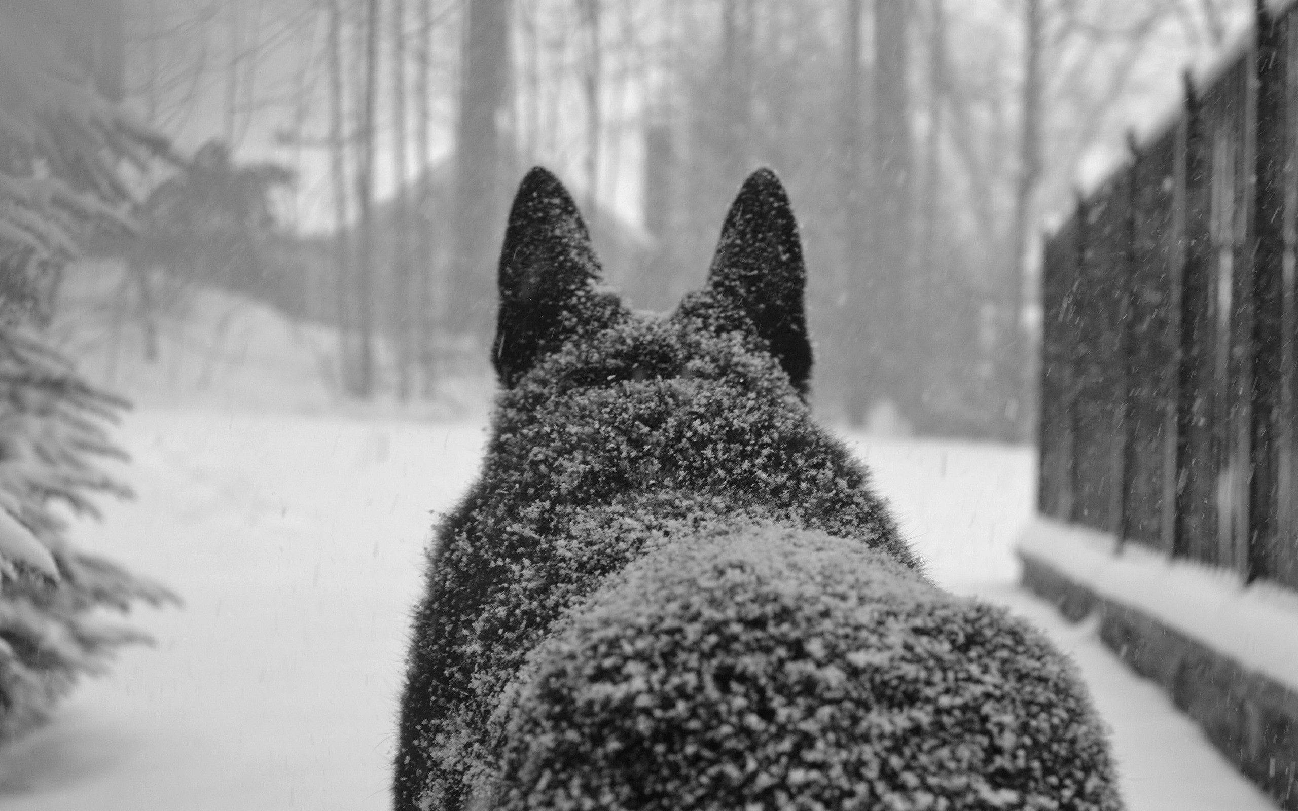 Groot Wolf in die Sneeuw Muurpapier