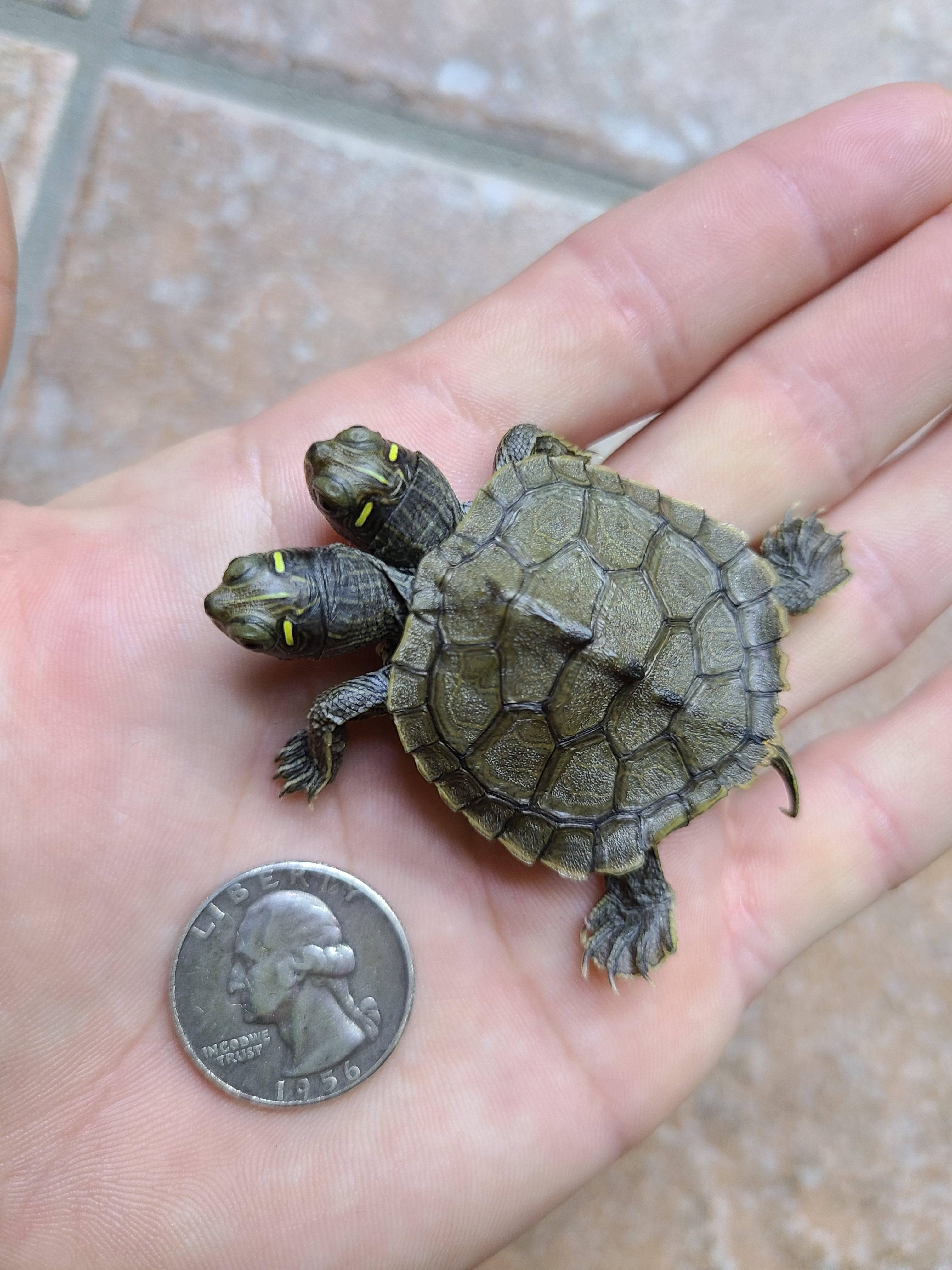 Grootte van Tweekopige Valskildpad Muurpapier
