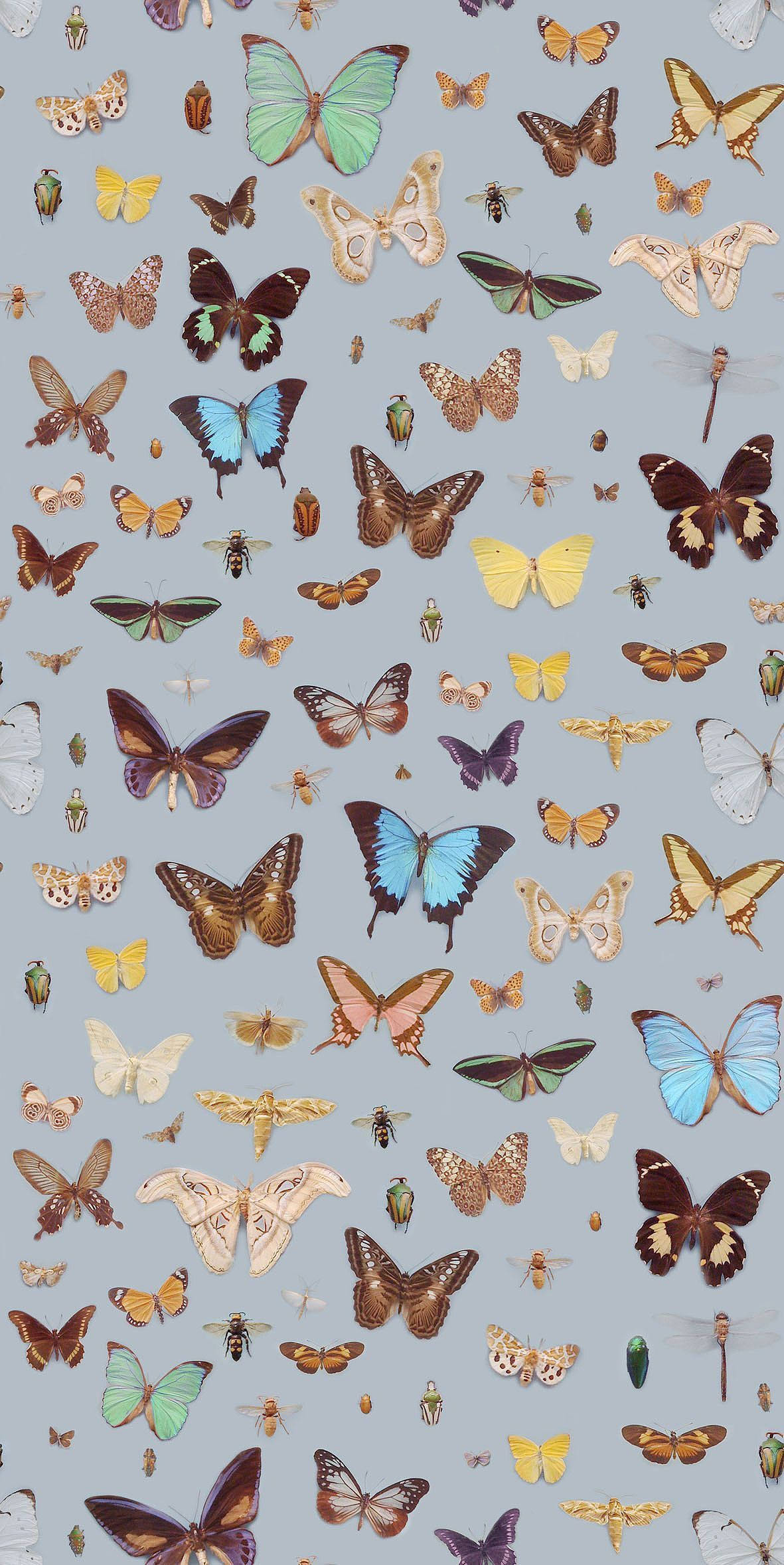 Grys Skoenlapper Estetika Muurpapier