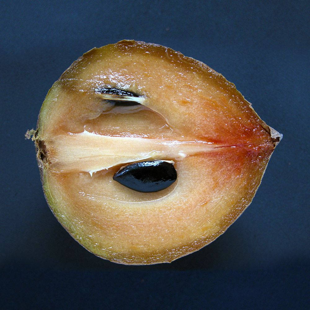 Half Sny Sapodillavrug Muurpapier