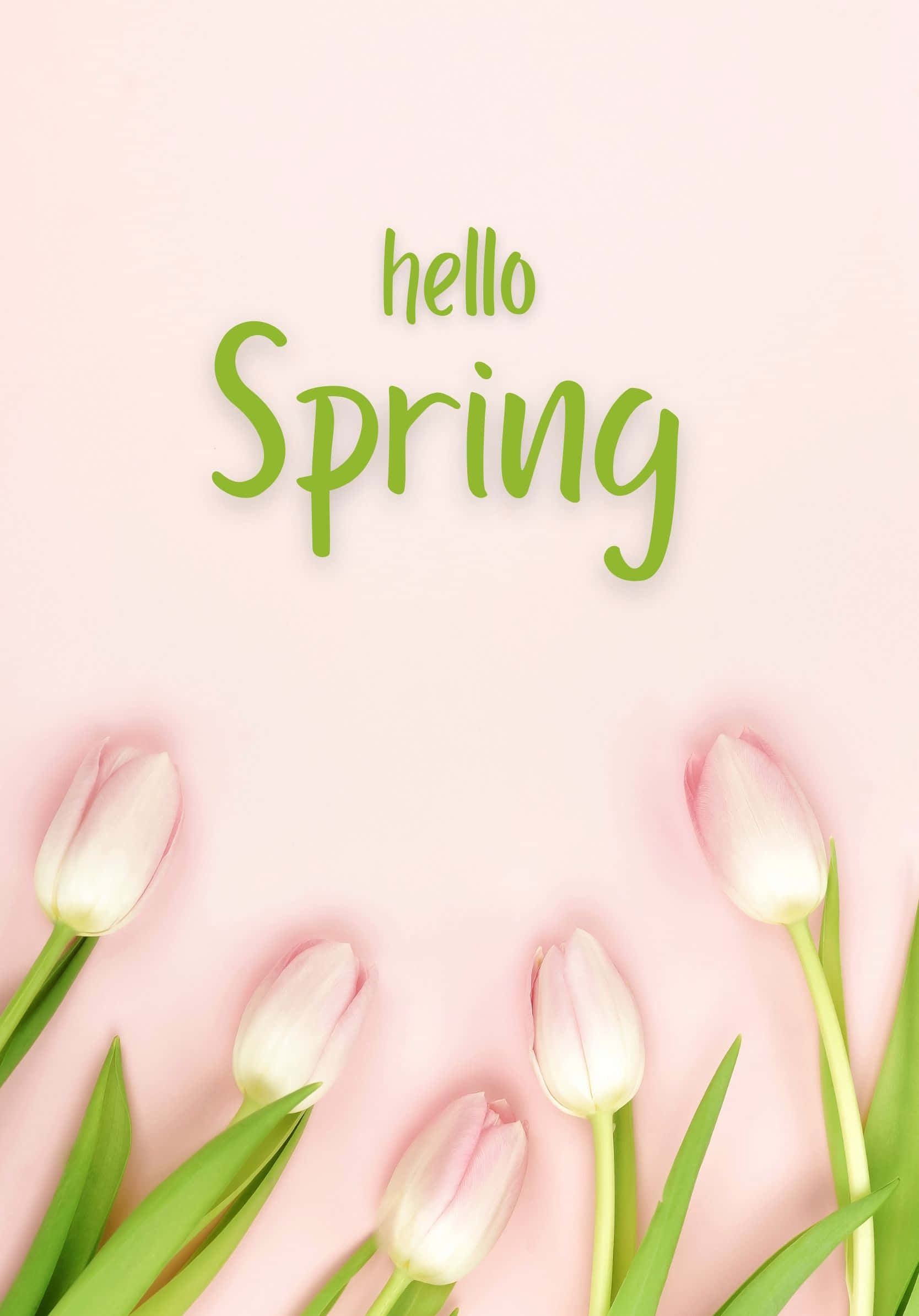 Hallo Beste Lente-pienk Tulpe-agtergrond Muurpapier