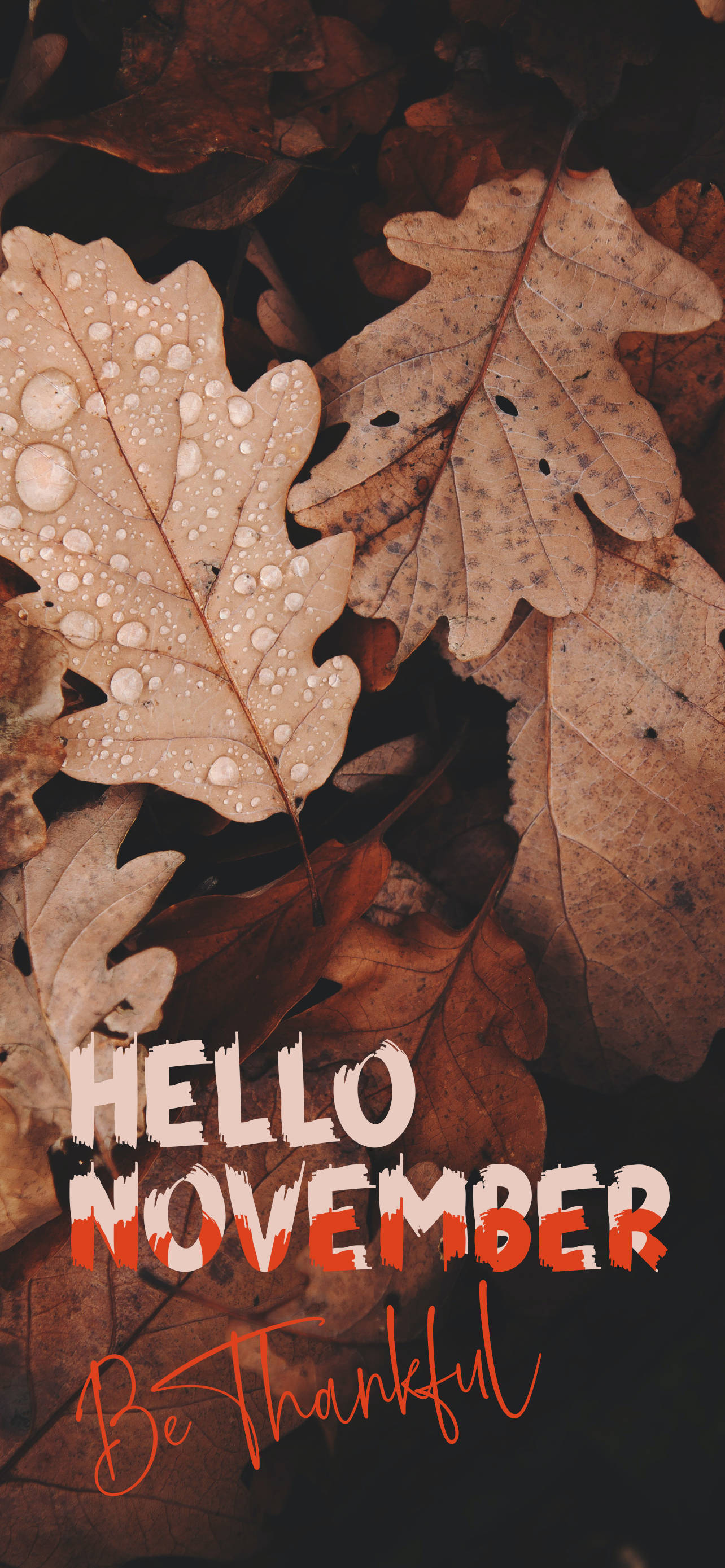 Hallo November Wees Dankbaar Muurpapier