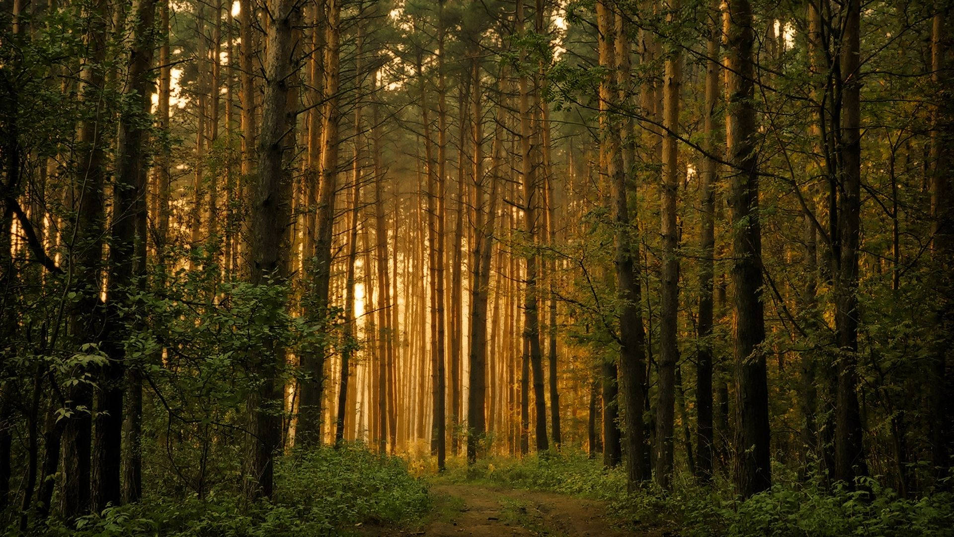 Hardhout Bos Uitsig Muurpapier