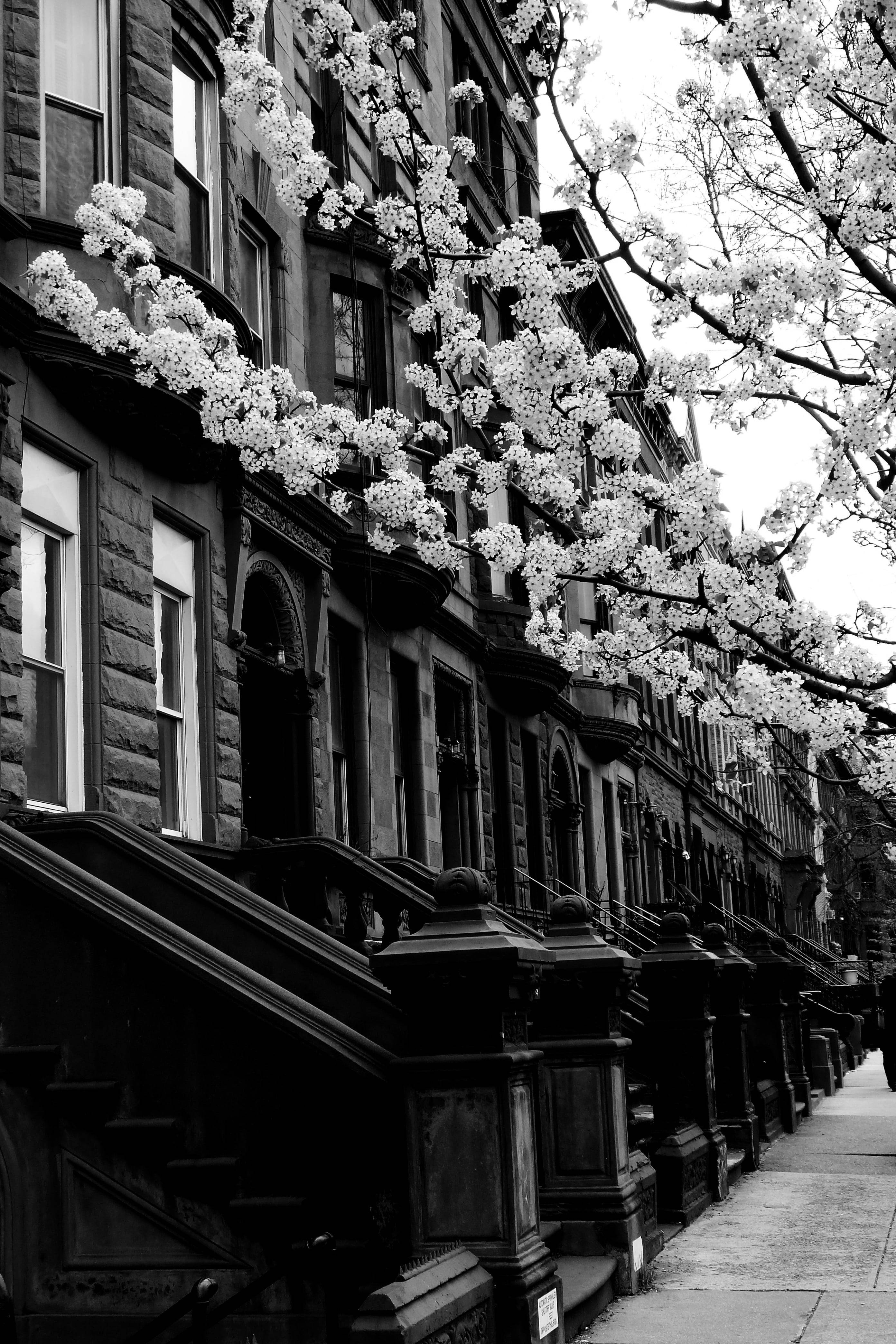 Harlem Wyk New York Swart En Wit Muurpapier