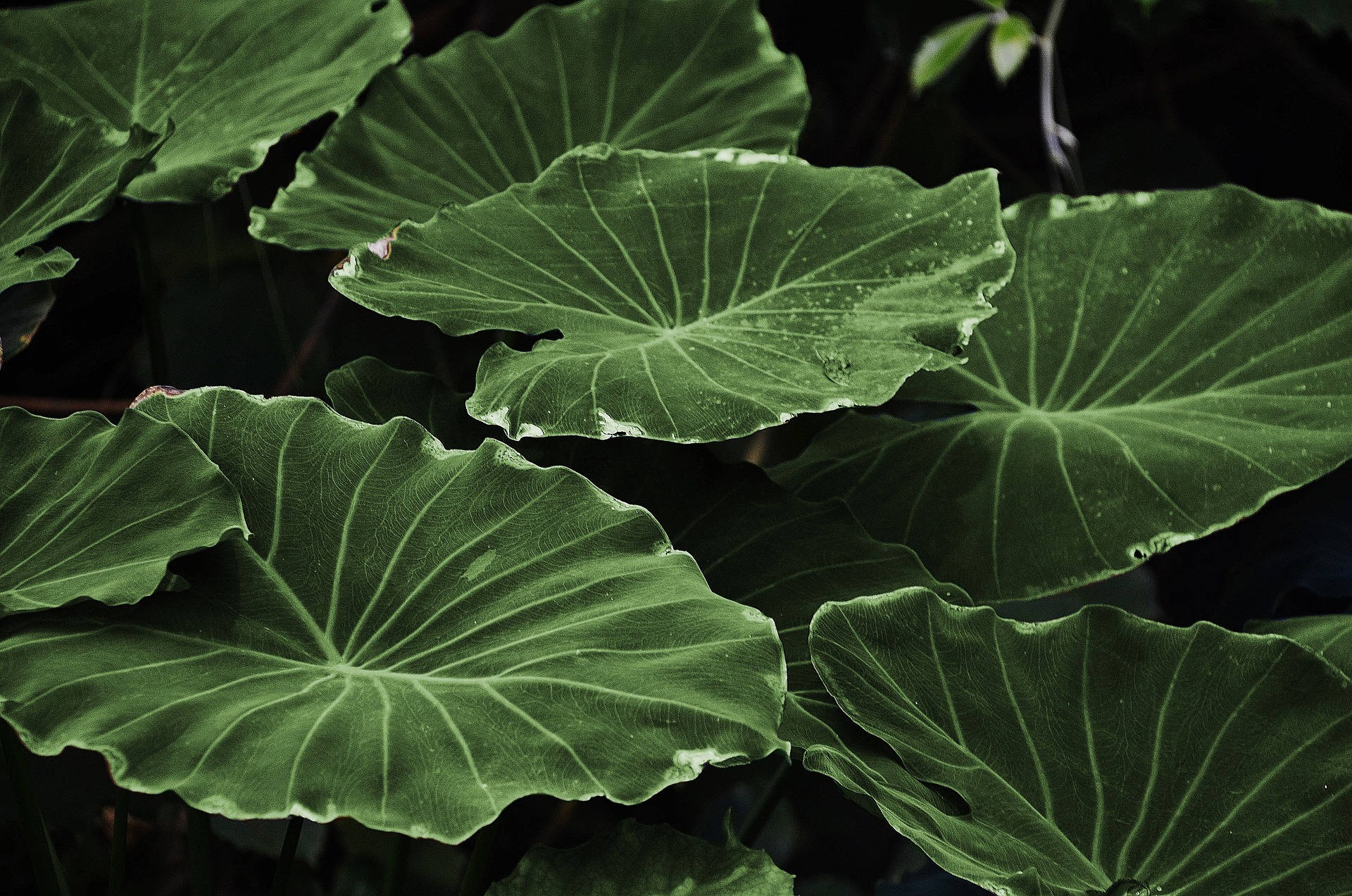 Hartvormige Blare Plantaestetika Muurpapier