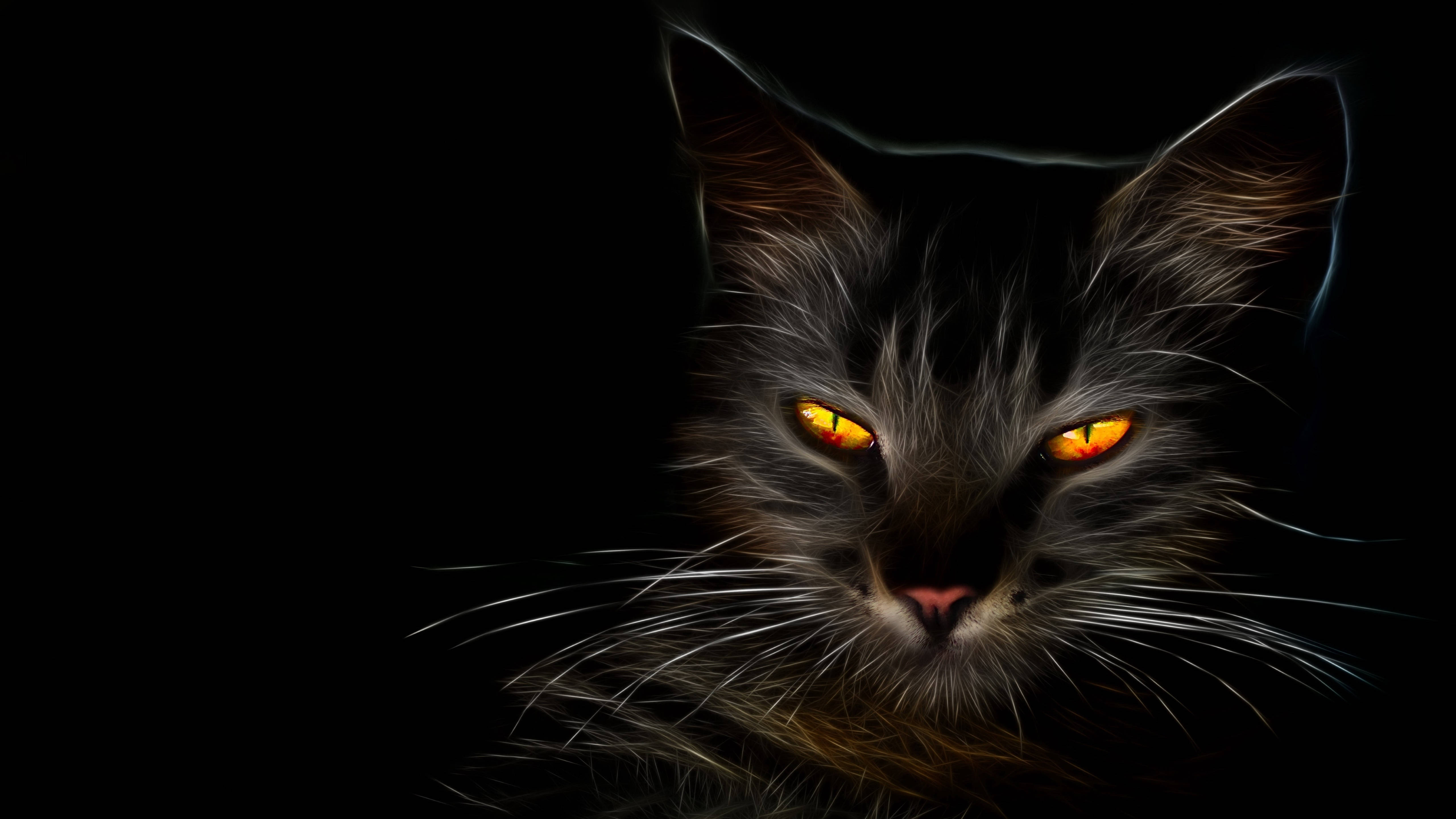 HD Swart Kat Muurpapier