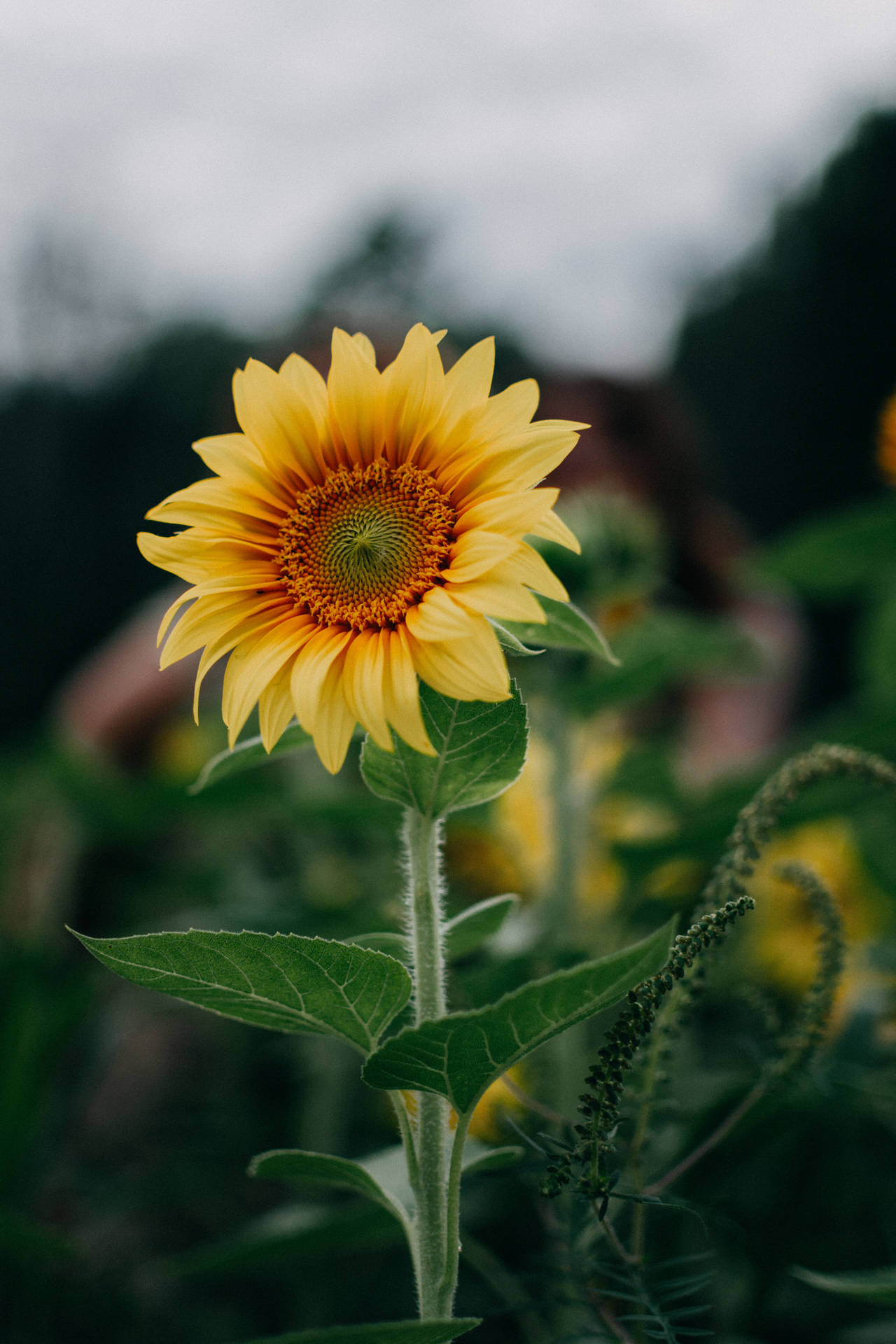 Sonneblom met liggeel blomblare, kleur wat vervaag of soos 'n gradiënt.