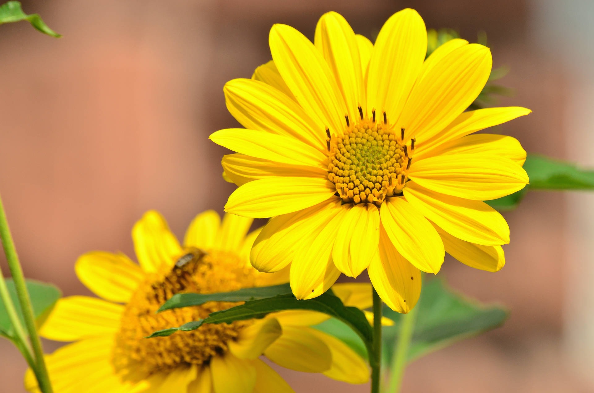 Geel Sonneblomme met reguit blare op 'n helder dag, nabyfoto.