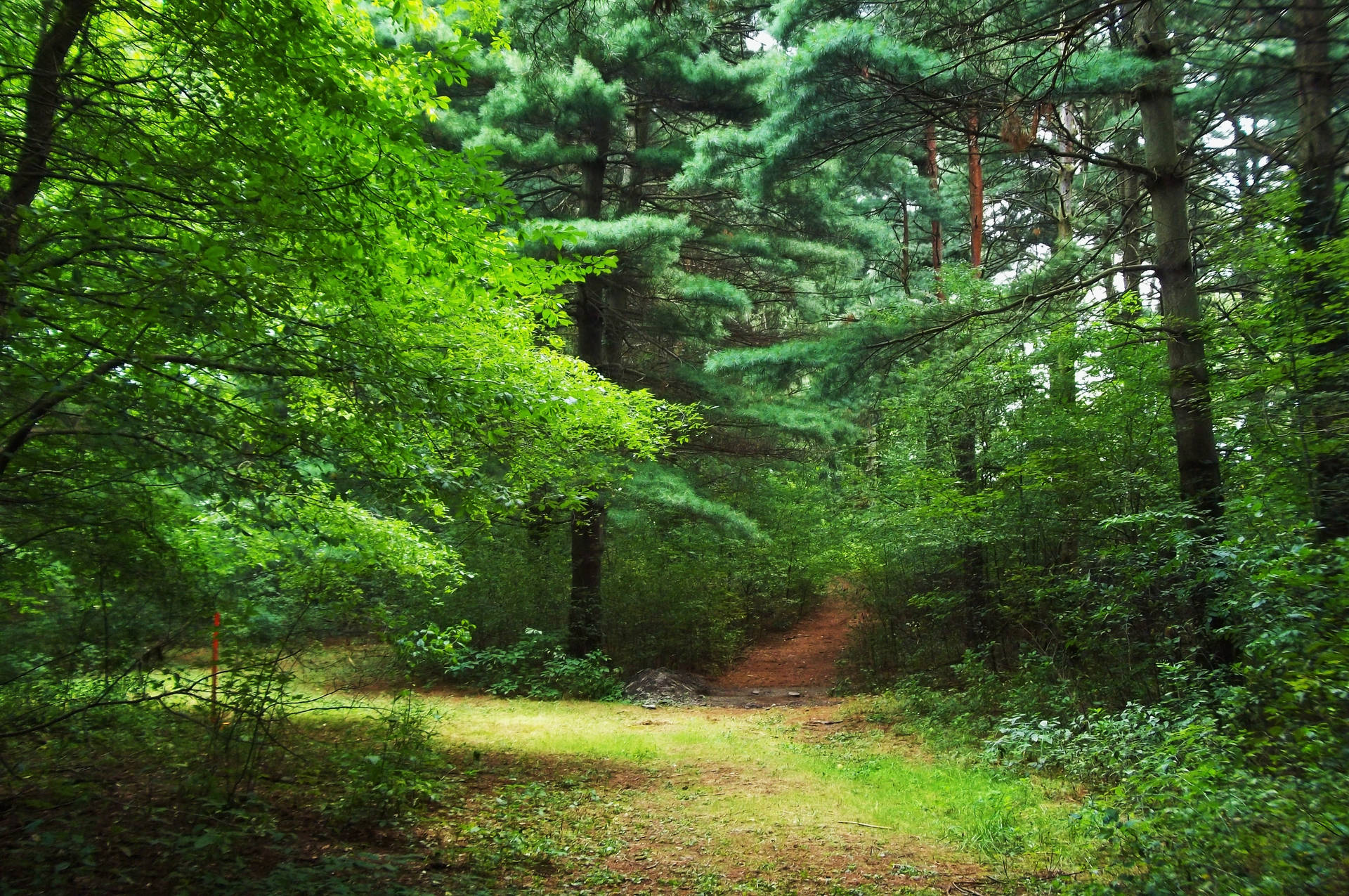 Helder Groen Bos-agtergrond