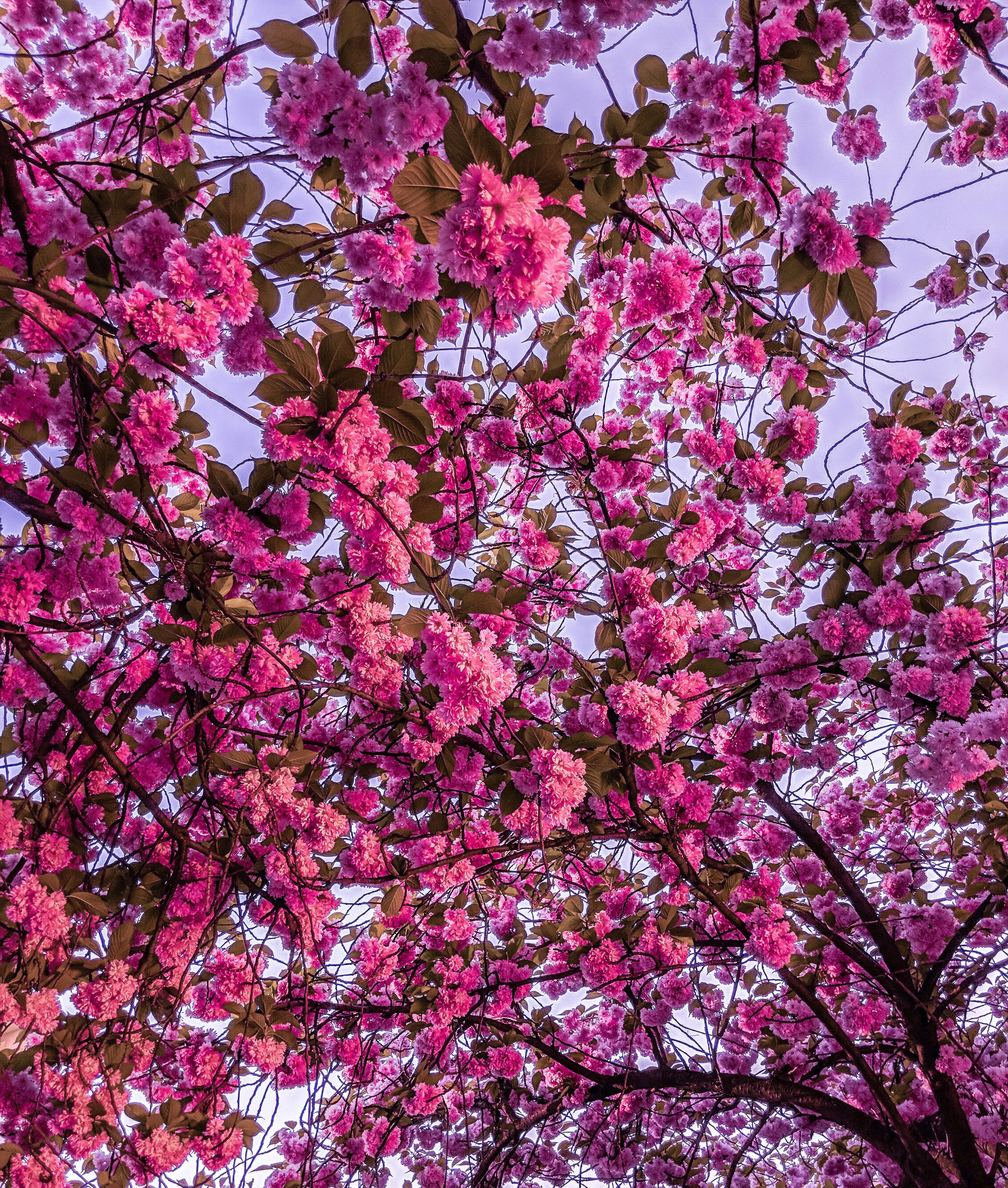 Helderpienk Kersiebloeisel Blomme Muurpapier