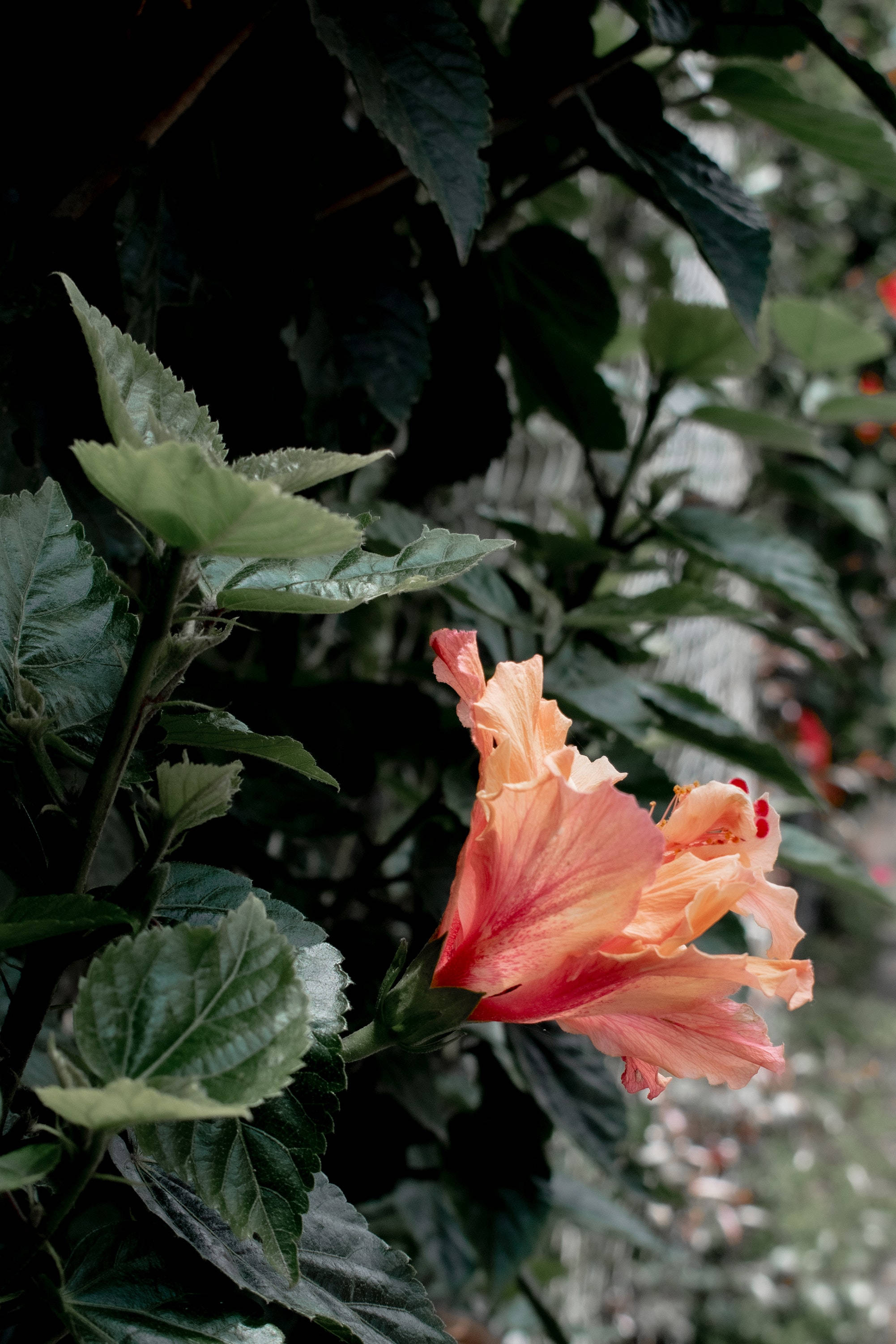 Hibiskusblom Plant Estetika Muurpapier