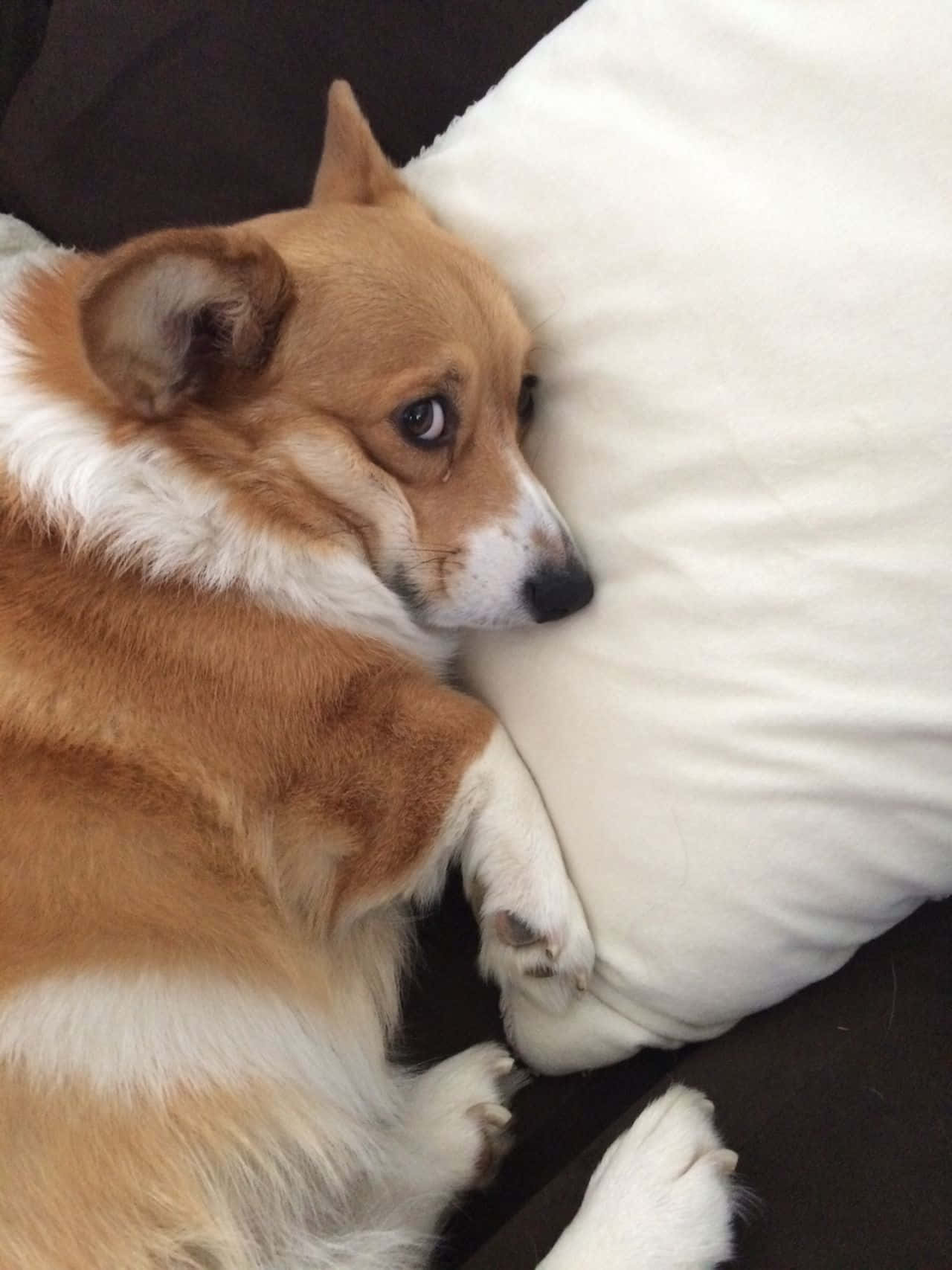 Hierdie Corgi Weet Hoe Om Sy Lag te Kry! Muurpapier