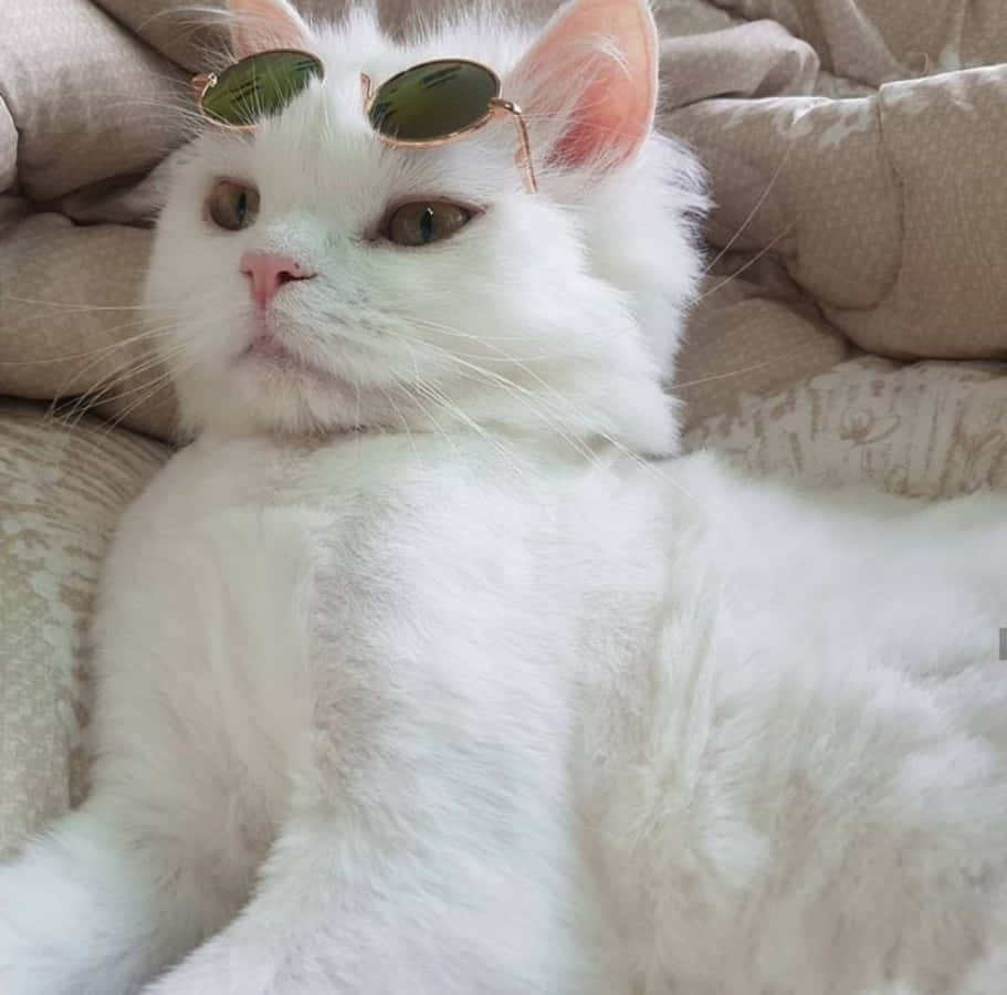 Hierdie Estetiese Kat Sit Rustig in 'n Tuin van Wildblomme Muurpapier