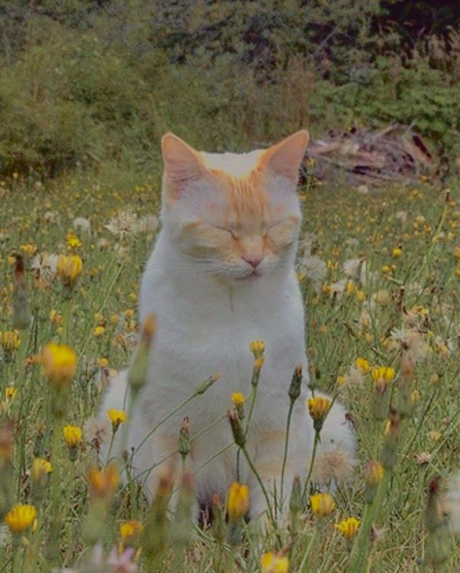 Hierdie majestueuse Aesthetic Kat is gereed om die dag aan te pak! Muurpapier