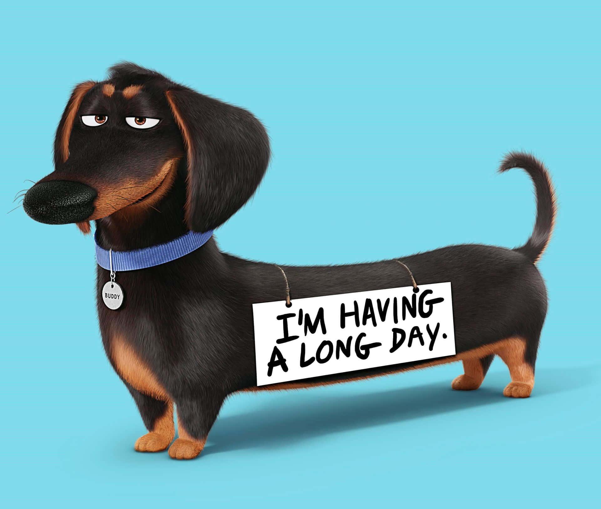 Hierdie oulike dachshund-hondjie sal jou dag ophelder! Muurpapier