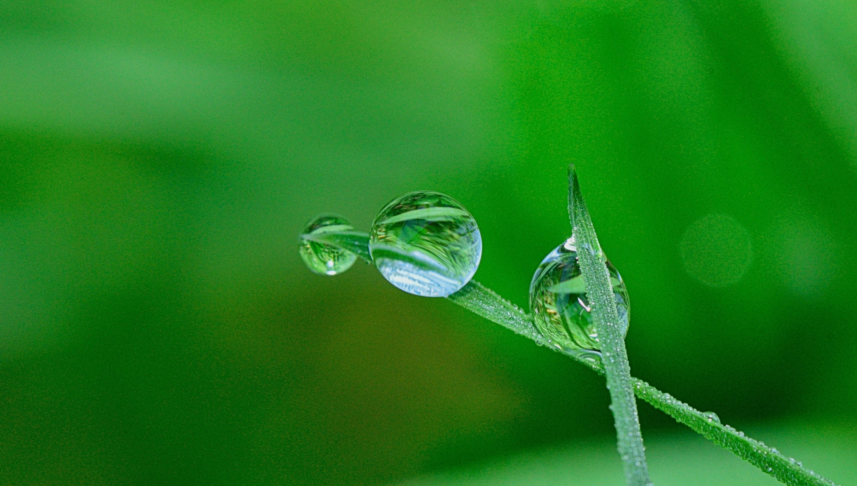 Hijau Waterdruppels Muurpapier