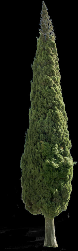 Hoë Immergroen Boom Swart Agtergrond Muurpapier