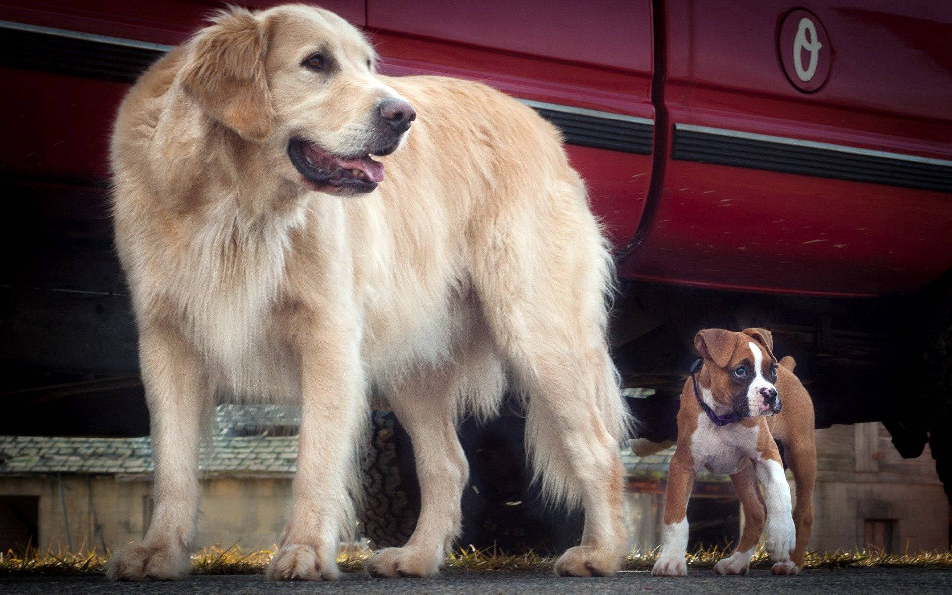 Goue hond en Bulldog hondjie langs rooi motor agtergrond — Motor GIF Muurpapier