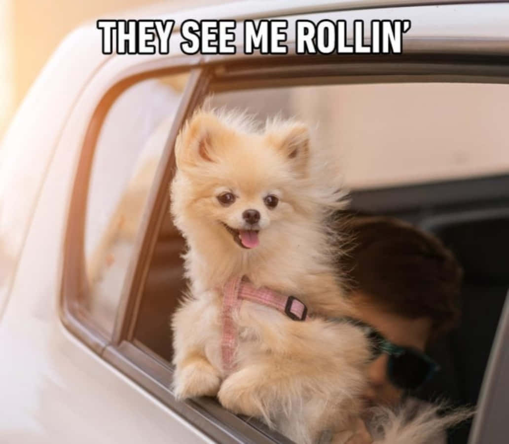 Hond Karrit Meme Prent Muurpapier