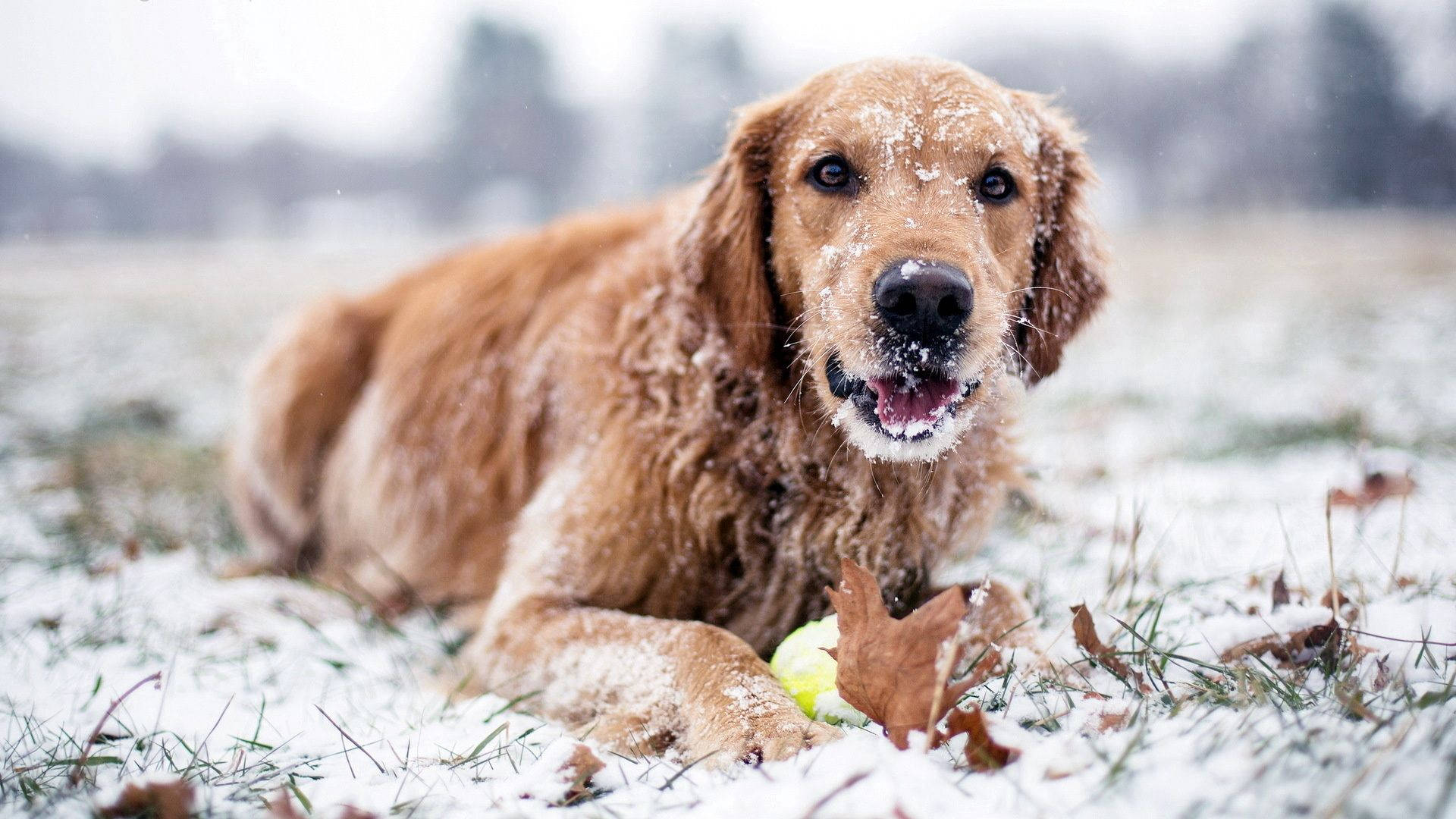 Hond wat Speel Gedurende Winter Muurpapier