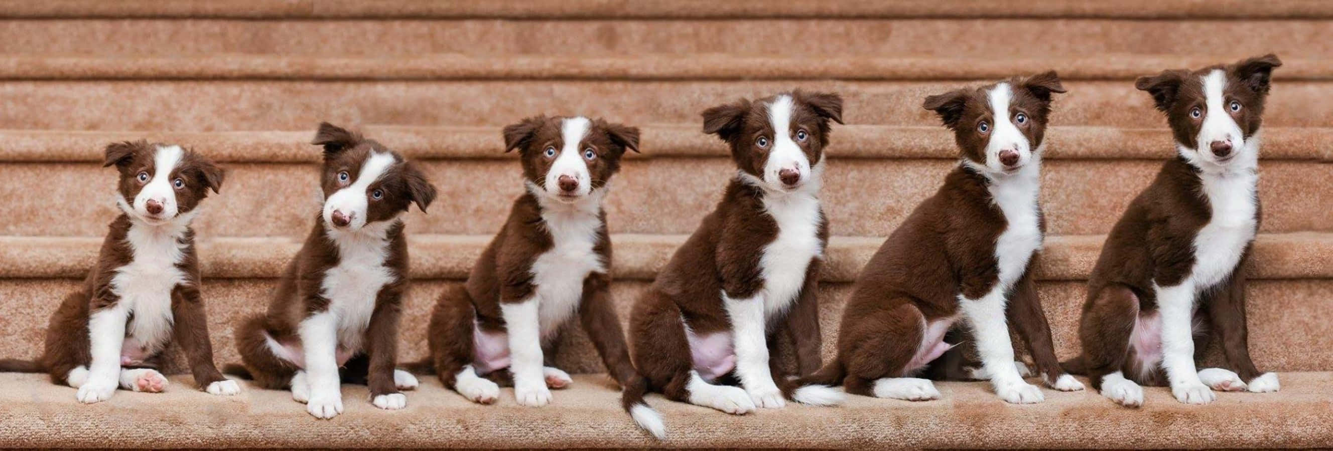 Hondjie Groei Week vir Week Border Collie Prent Muurpapier