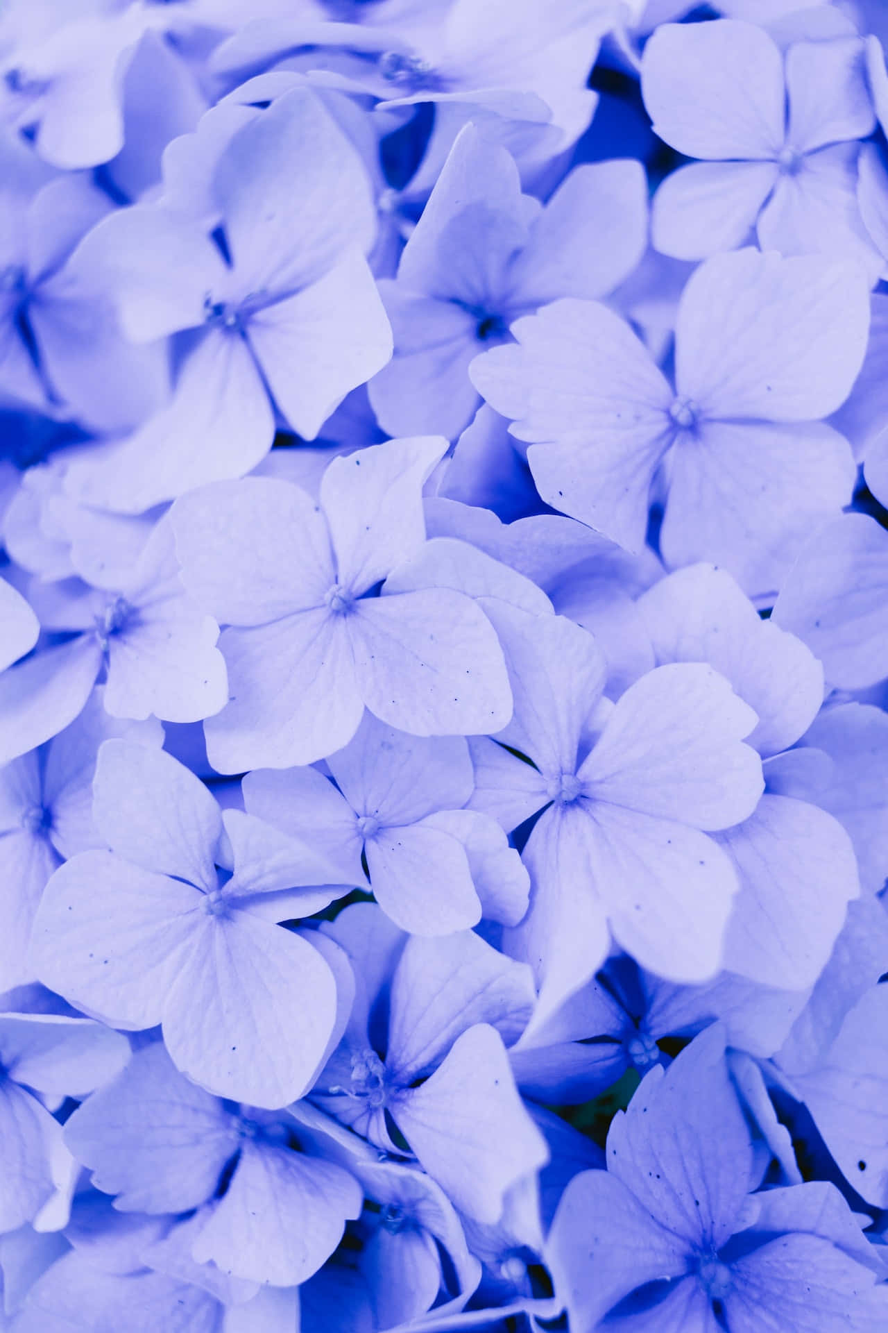 Hortensia Blou Blomme Foon Muurpapier