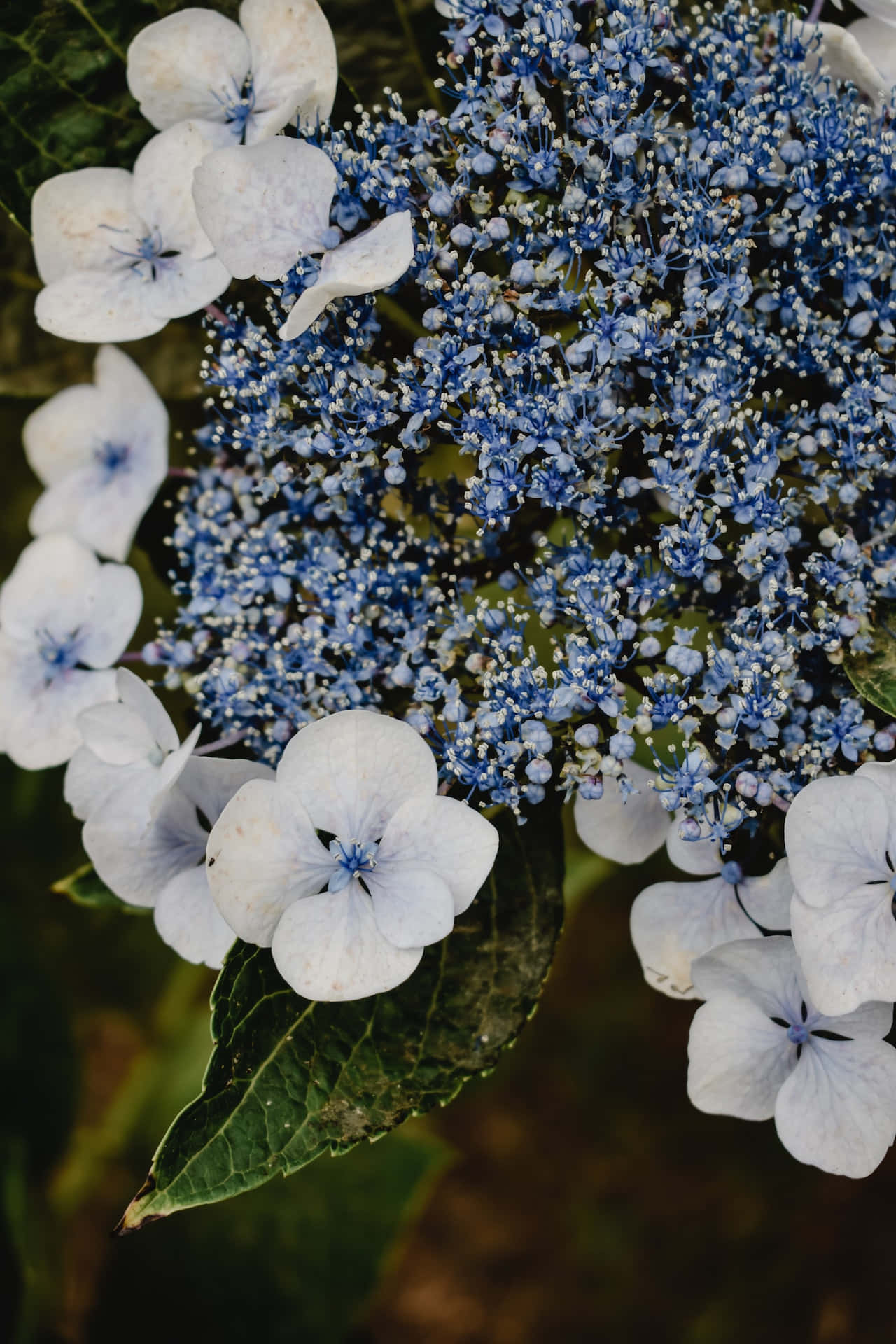 Hortensia Serrata Blou Blomme Foon Muurpapier