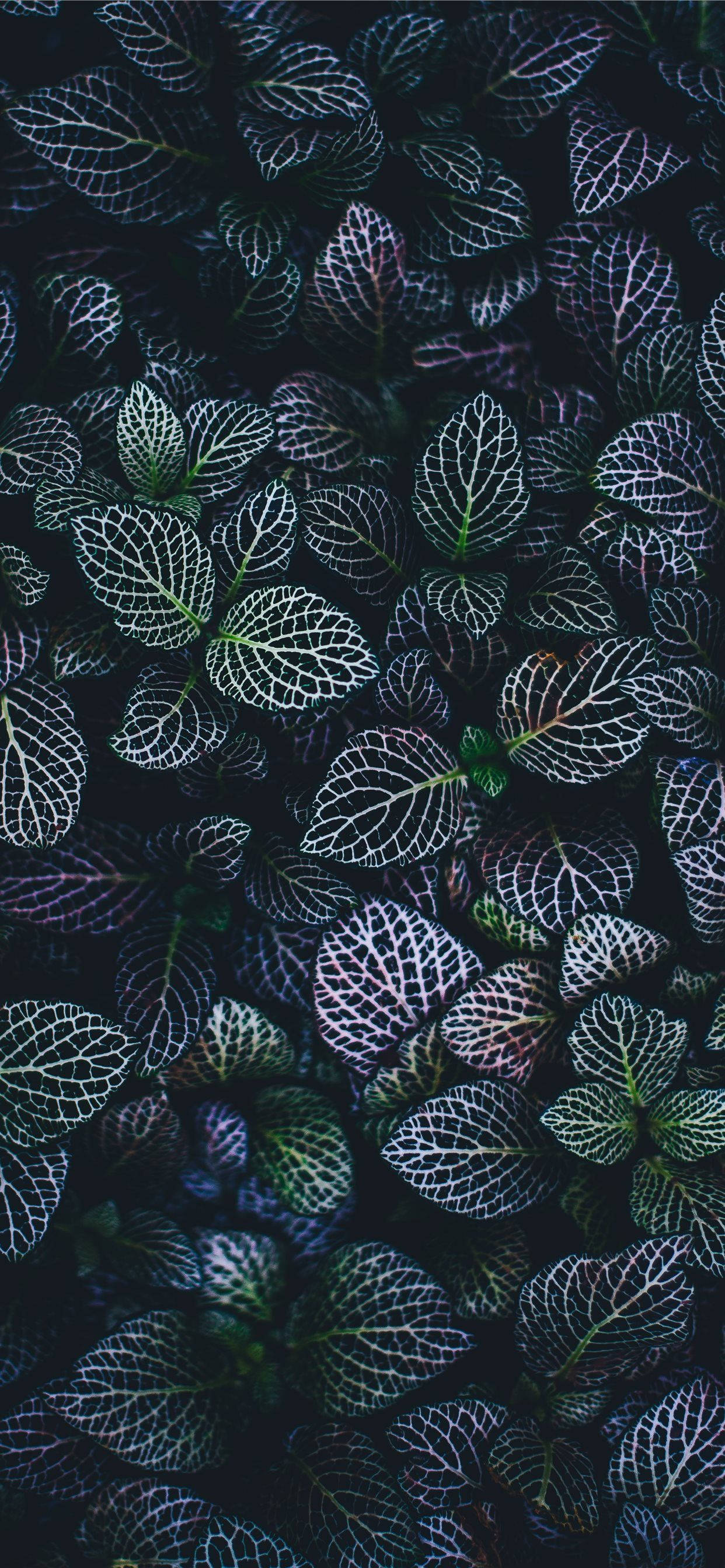 Hou jou Tuisskerm Vars met 'n Plants iPhone-agtergrond Muurpapier