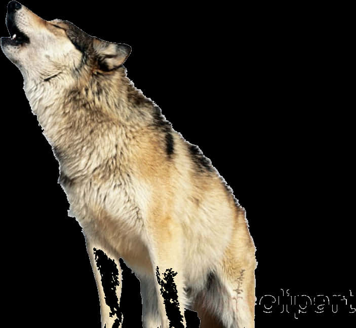 Huilende Wolf Deurskynende Agtergrond Muurpapier
